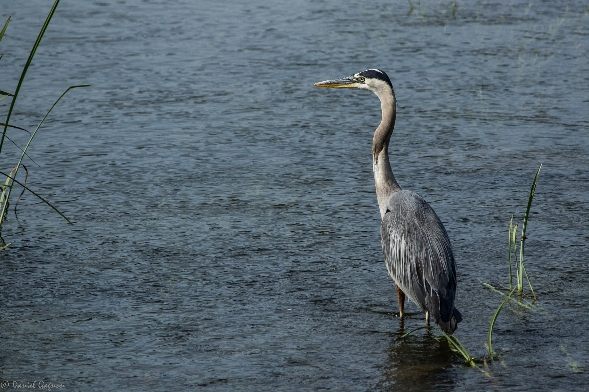 Canon EF 100-400mm F4.5-5.6L IS USM sample photo. Grand héron photography