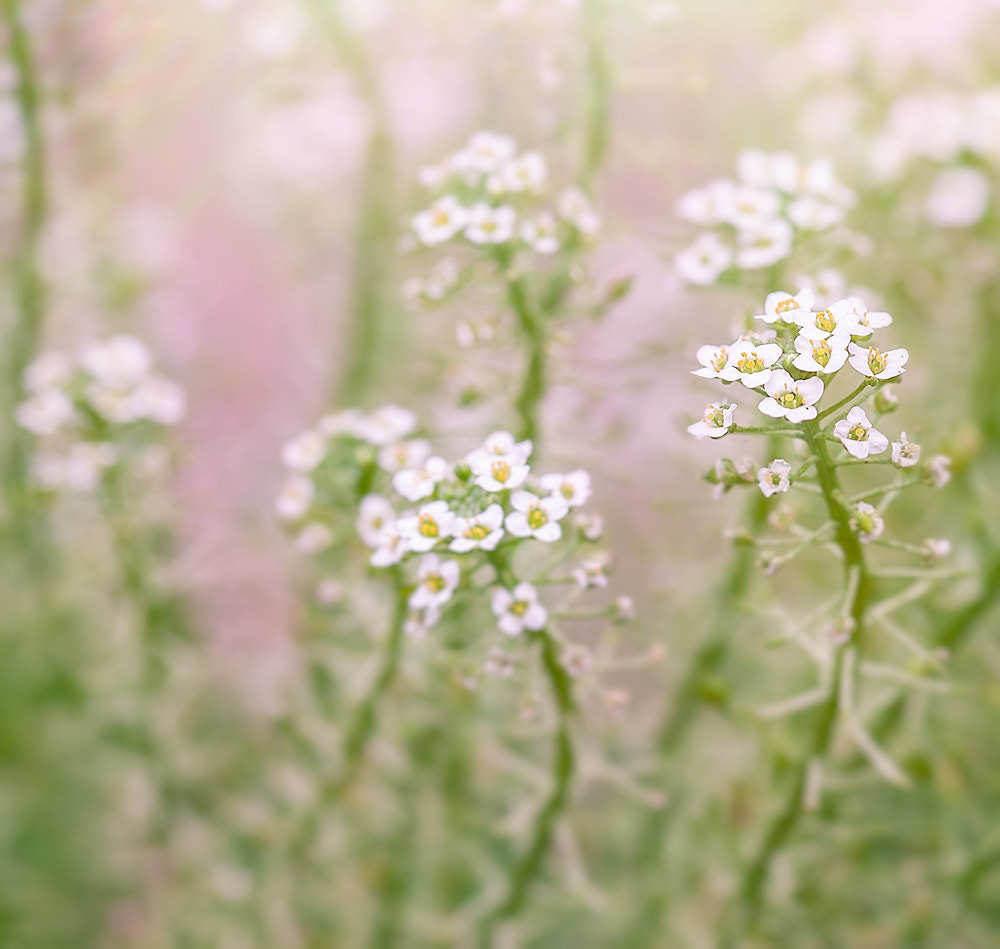 Sigma 105mm F2.8 EX DG OS HSM sample photo. Fleufleurs photography
