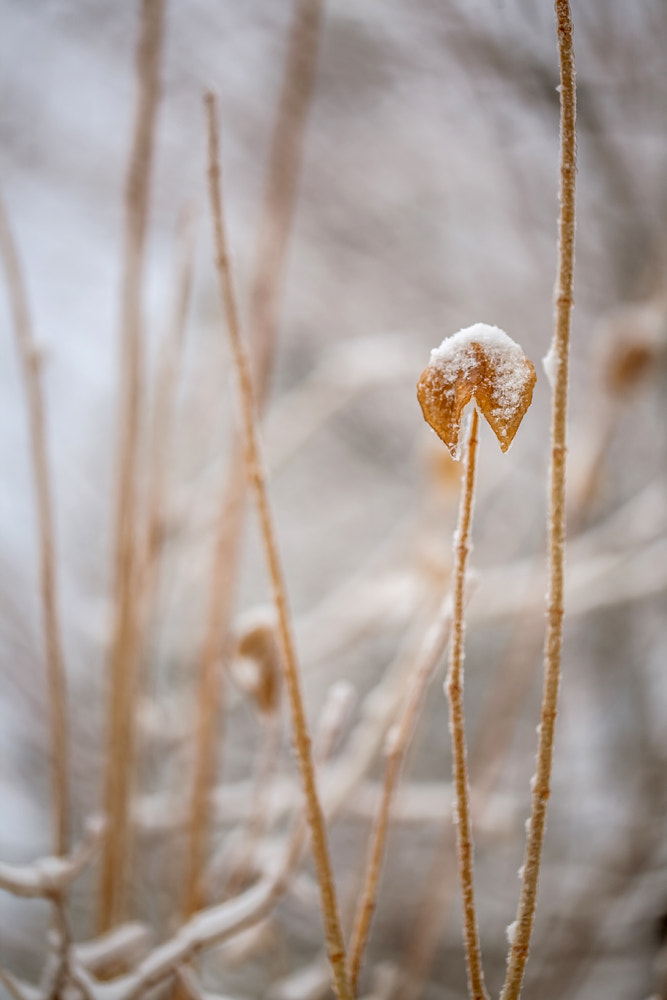 Sigma 105mm F2.8 EX DG OS HSM sample photo. Chapeau de neige photography