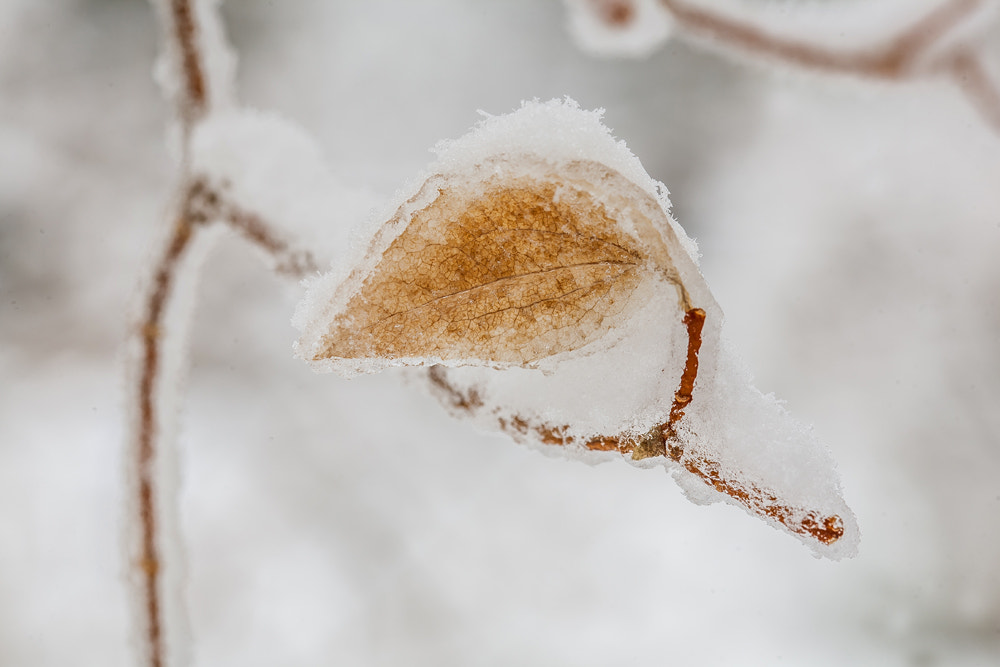 Sigma 105mm F2.8 EX DG OS HSM sample photo. Feuille enneigee photography