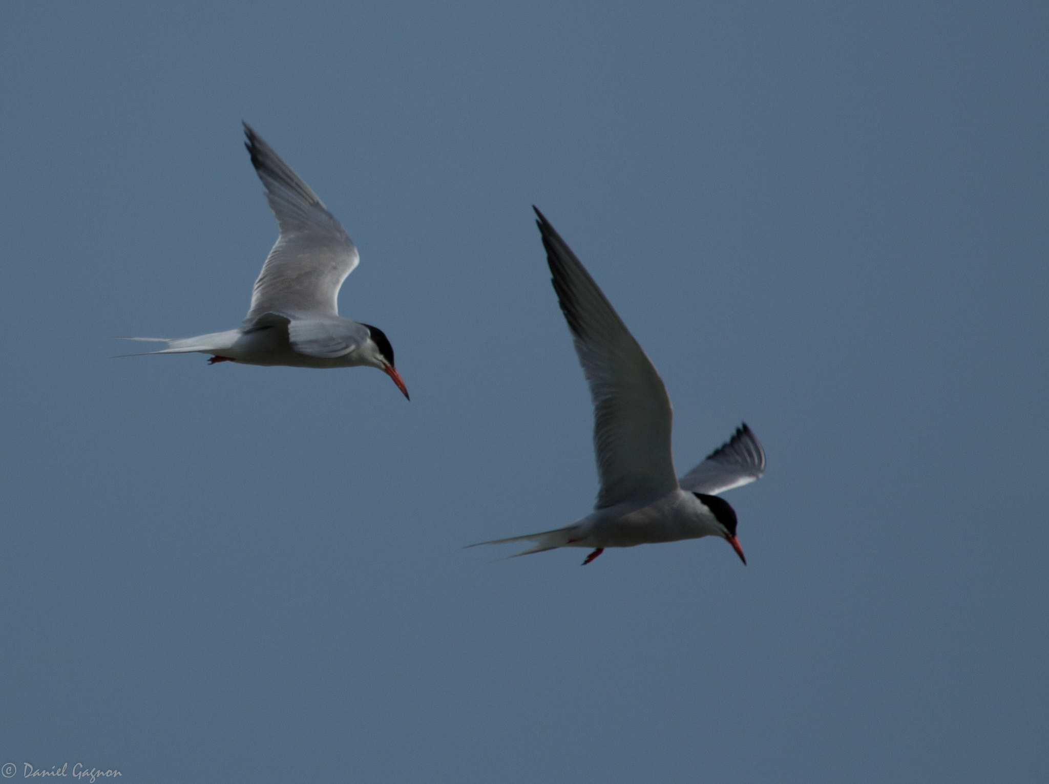 Canon EF 100-400mm F4.5-5.6L IS USM sample photo. Sterne photography