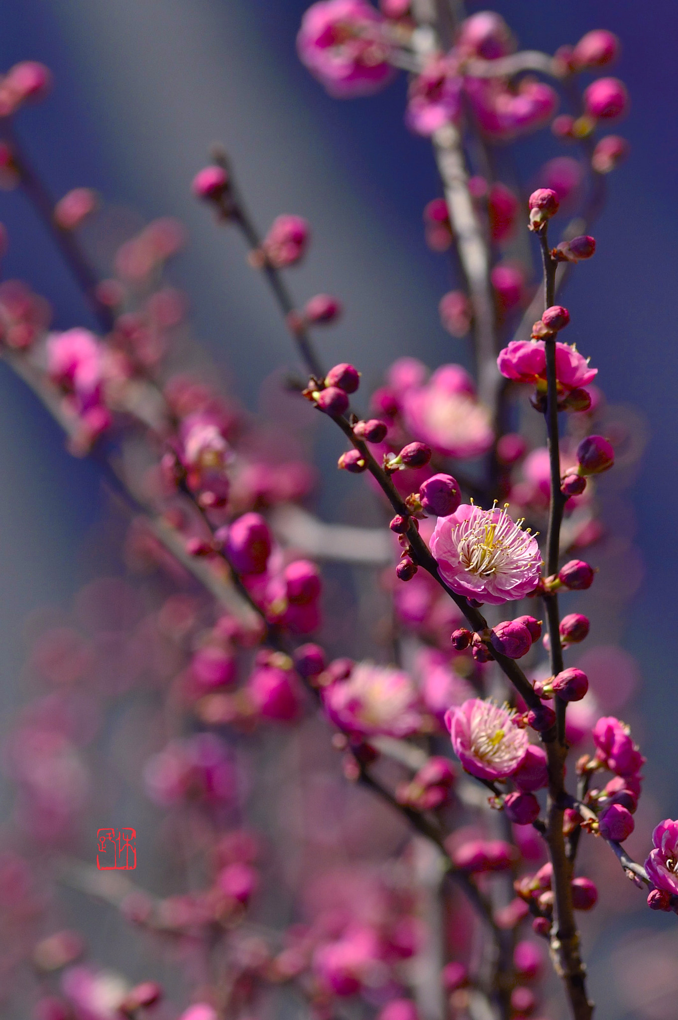 Nikon Df + AF Nikkor 300mm f/4 IF-ED sample photo