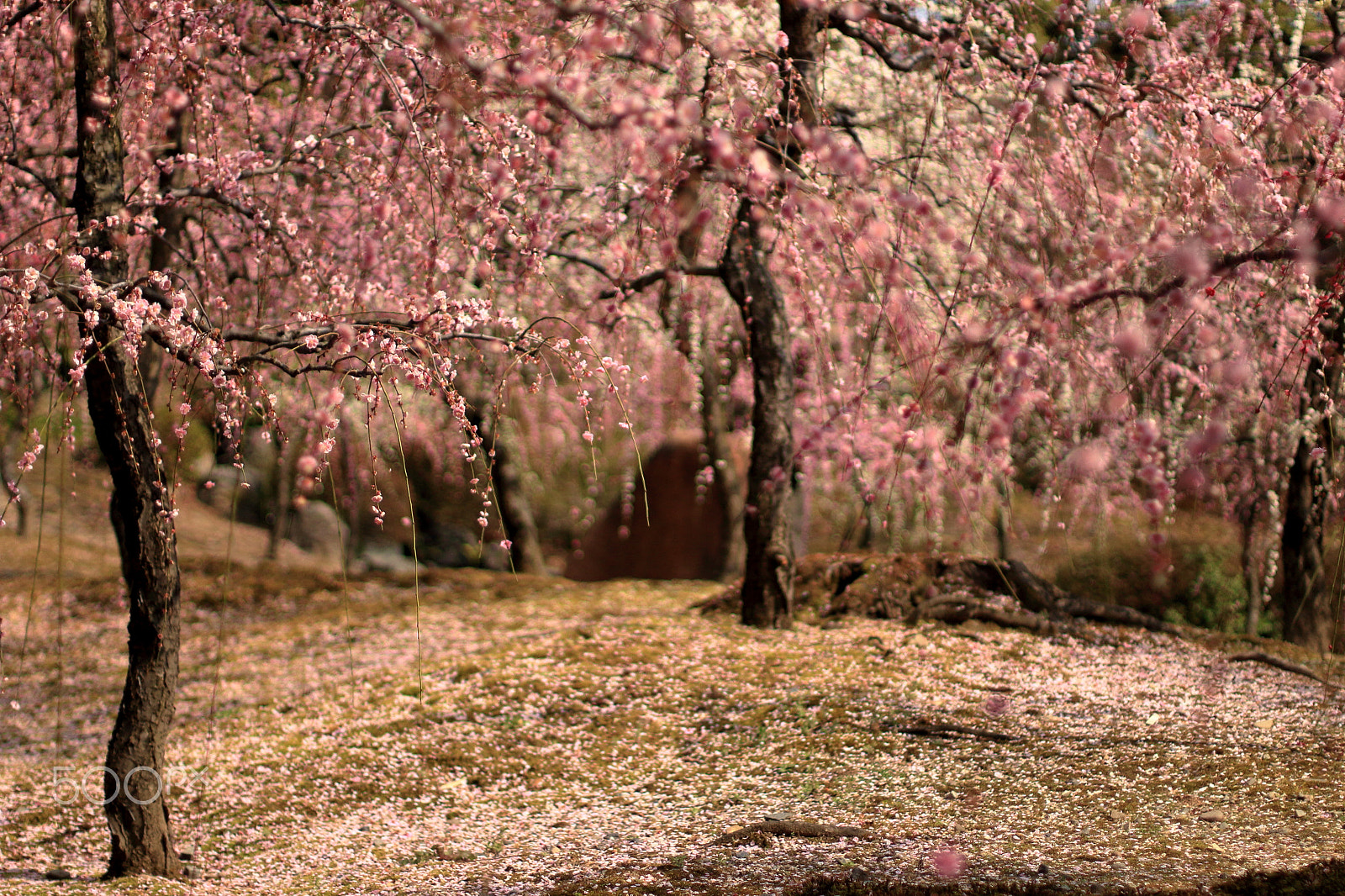 Canon EOS 100D (EOS Rebel SL1 / EOS Kiss X7) + Canon EF 50mm F1.4 USM sample photo. Plum blossoms photography