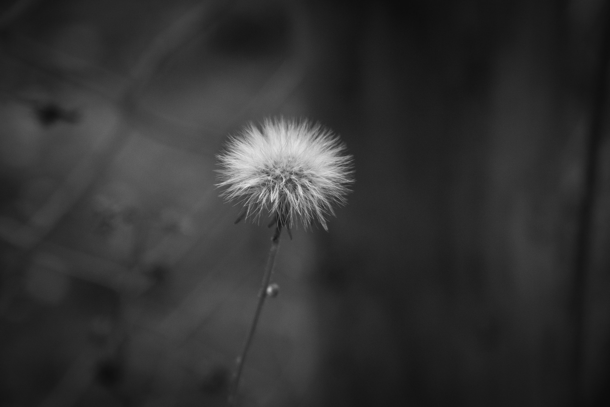 Canon EF-S 18-55mm F3.5-5.6 sample photo. . photography