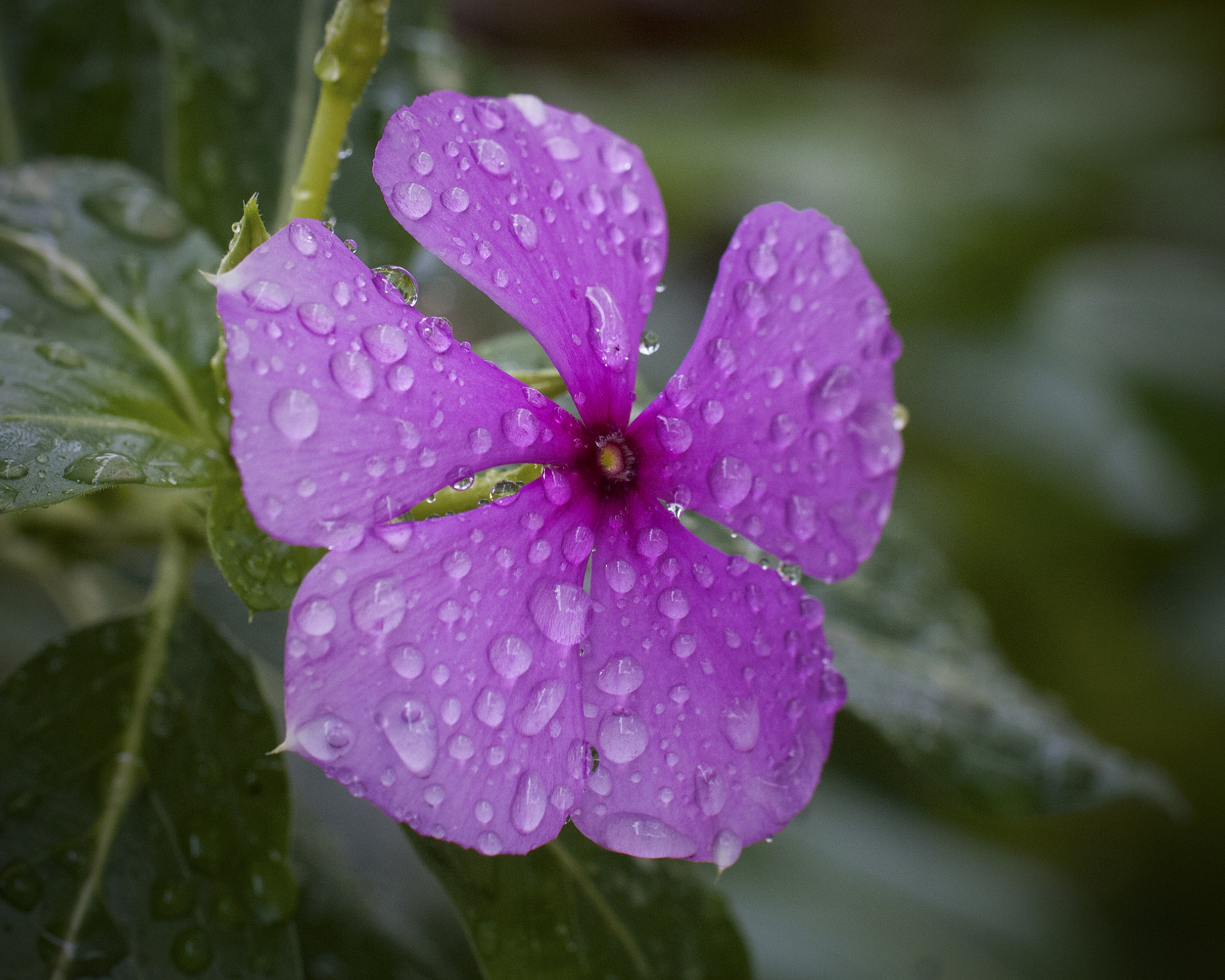 Nikon D2Xs sample photo