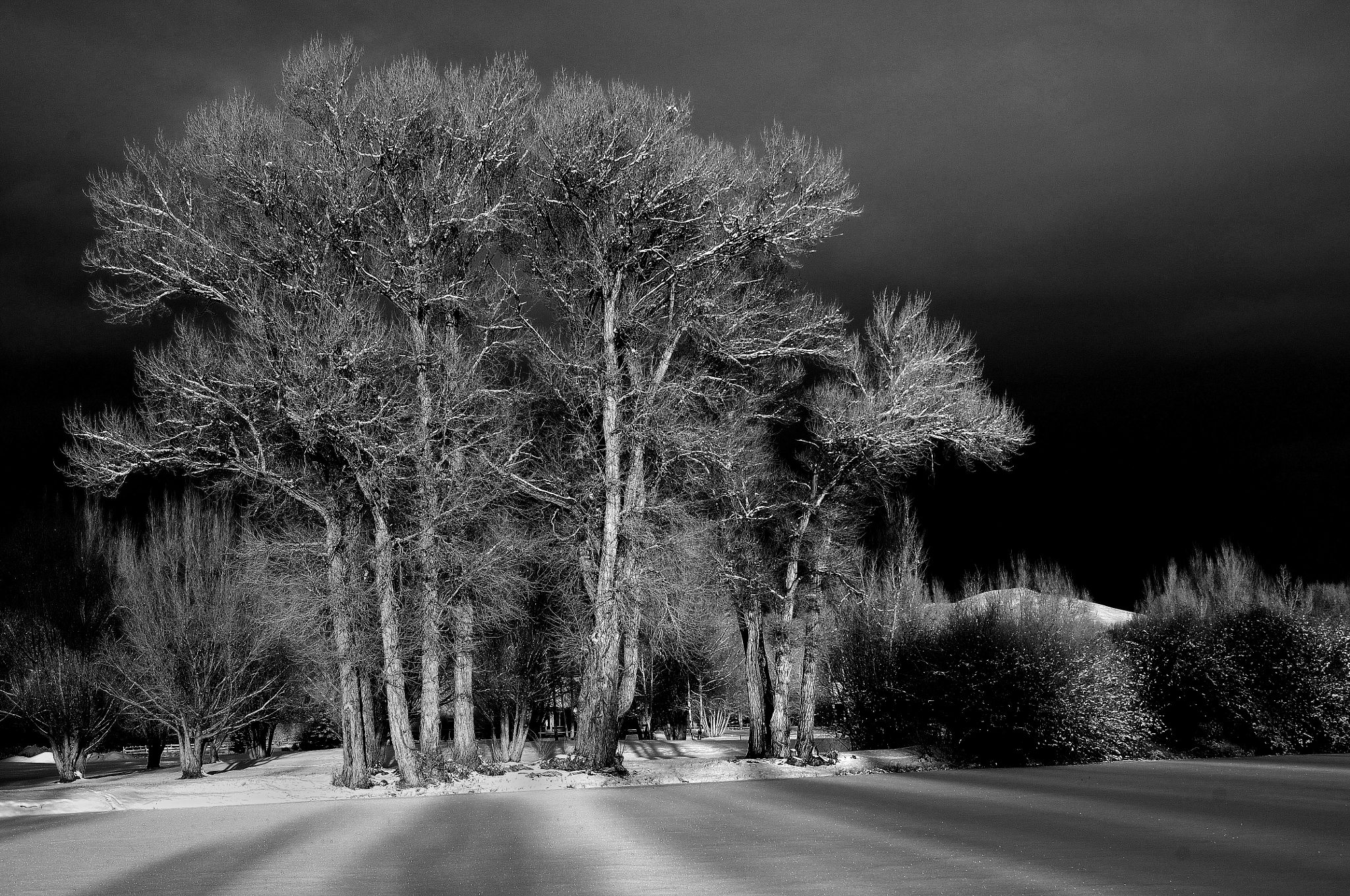 Nikon D2Xs sample photo. Trees photography
