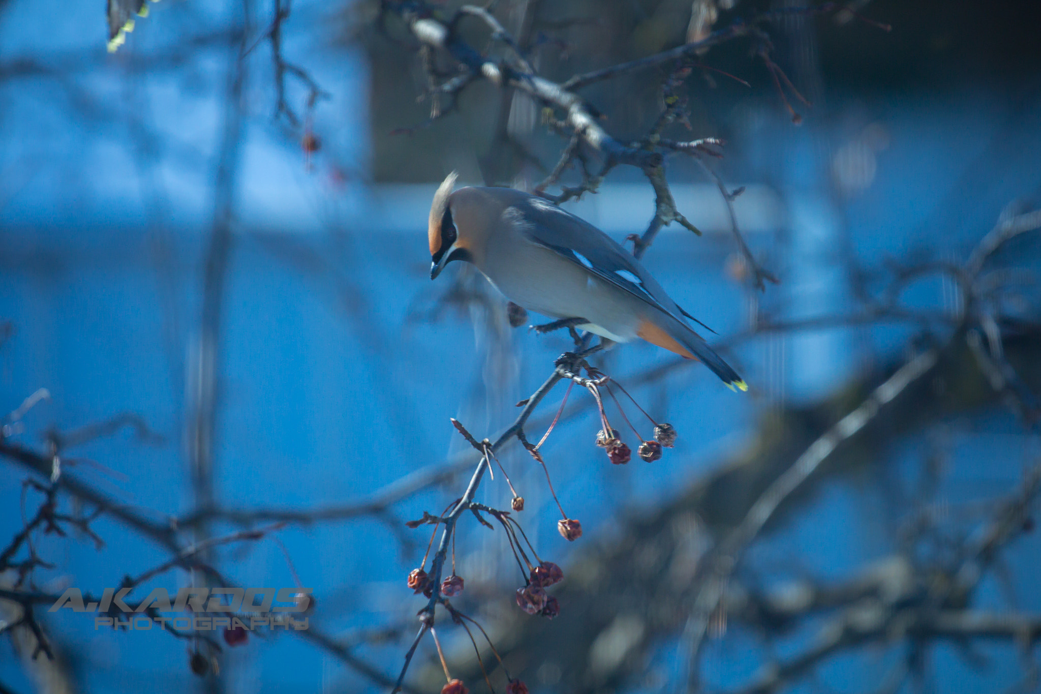 Canon EOS 700D (EOS Rebel T5i / EOS Kiss X7i) + Canon EF 70-200mm F4L USM sample photo. Bohemian waxwing photography