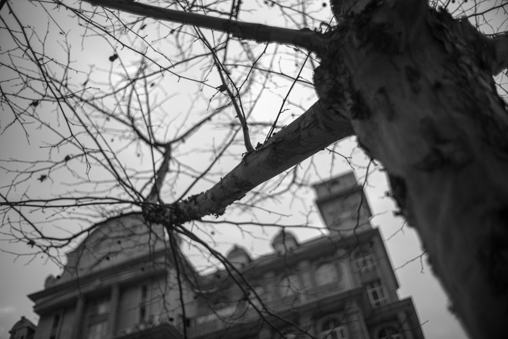 Summicron-M 1:2/35 sample photo. Early spring photography