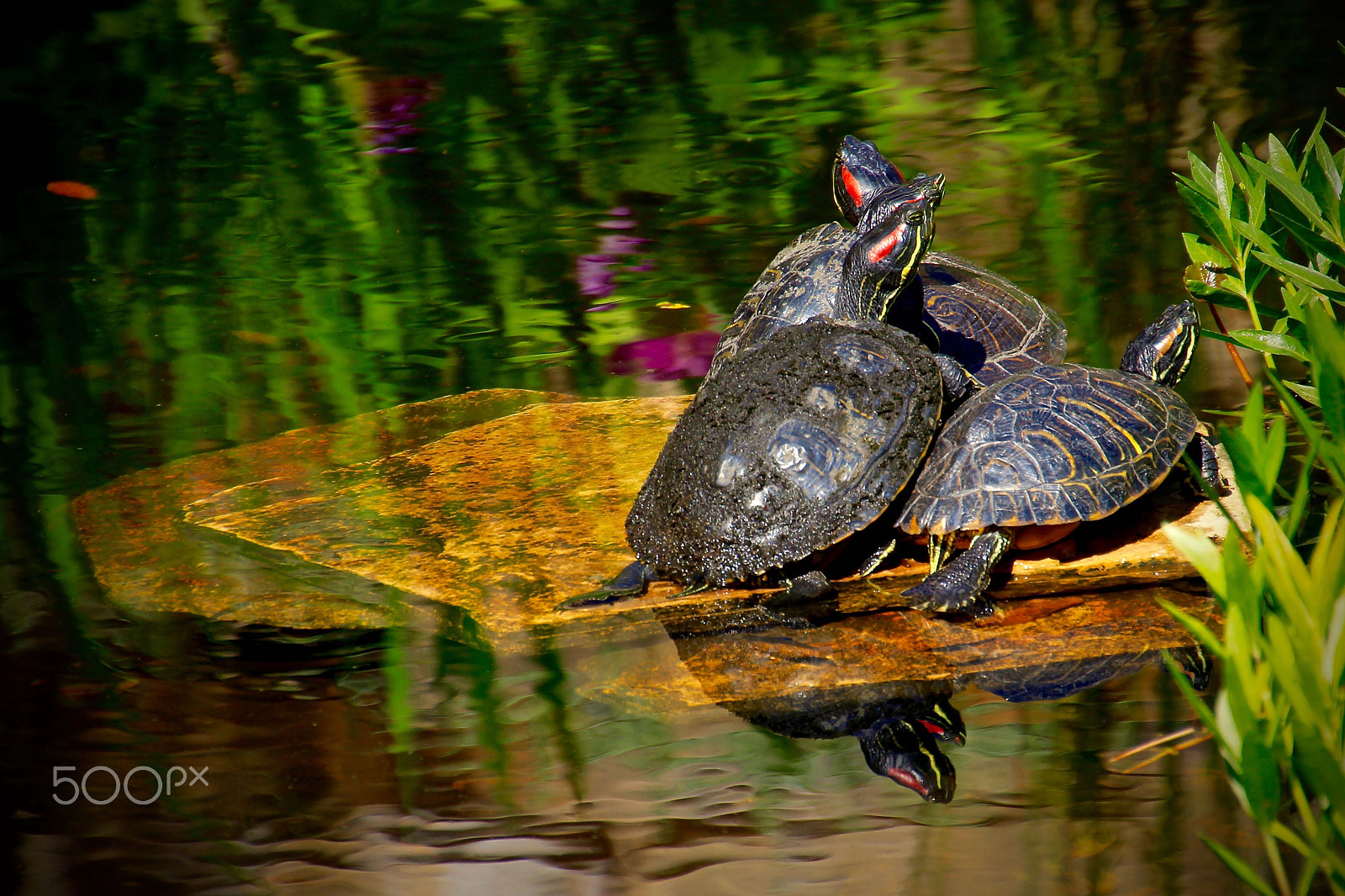 Canon EOS 550D (EOS Rebel T2i / EOS Kiss X4) sample photo. Turtle trio photography