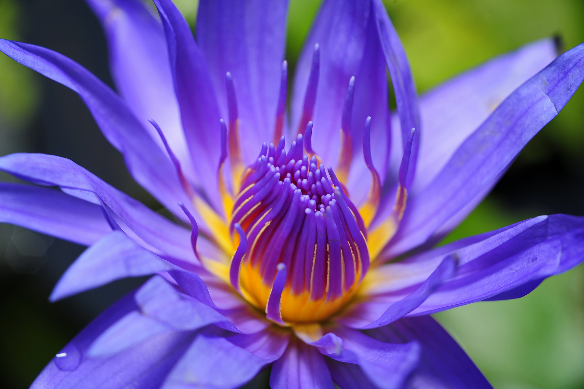 Manual Lens No CPU sample photo. # waterlily photography