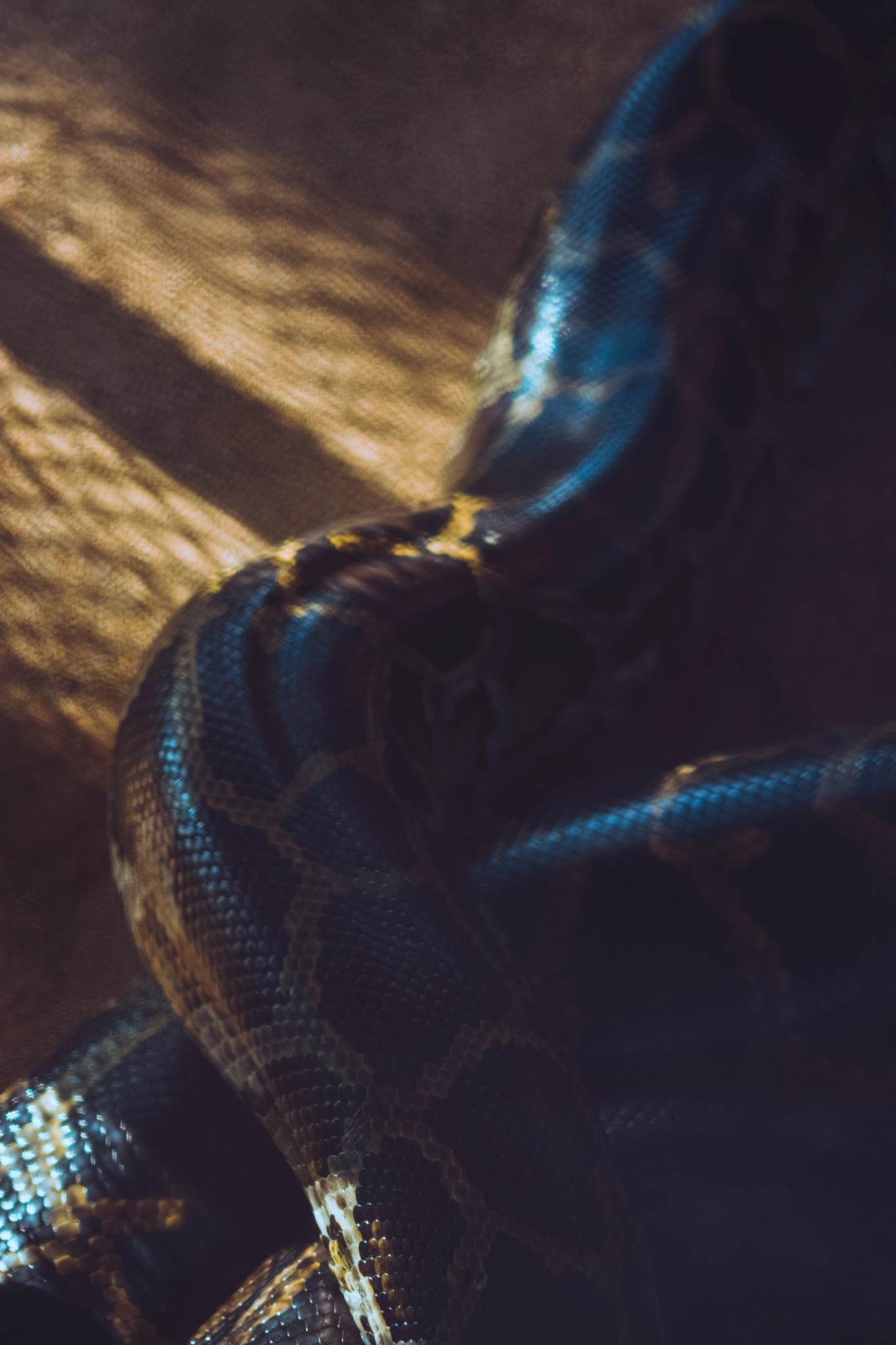 Nikon AF-S Micro-Nikkor 60mm F2.8G ED sample photo. Snakes in the black house. photography