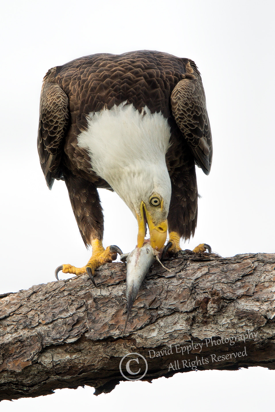 Canon EF 800mm F5.6L IS USM sample photo. 1dxa2098-301.jpg photography