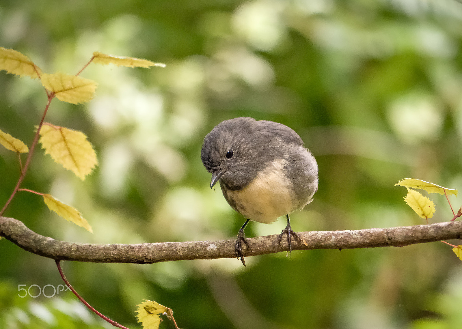 Panasonic Lumix DMC-GH4 sample photo. New zealand robin photography