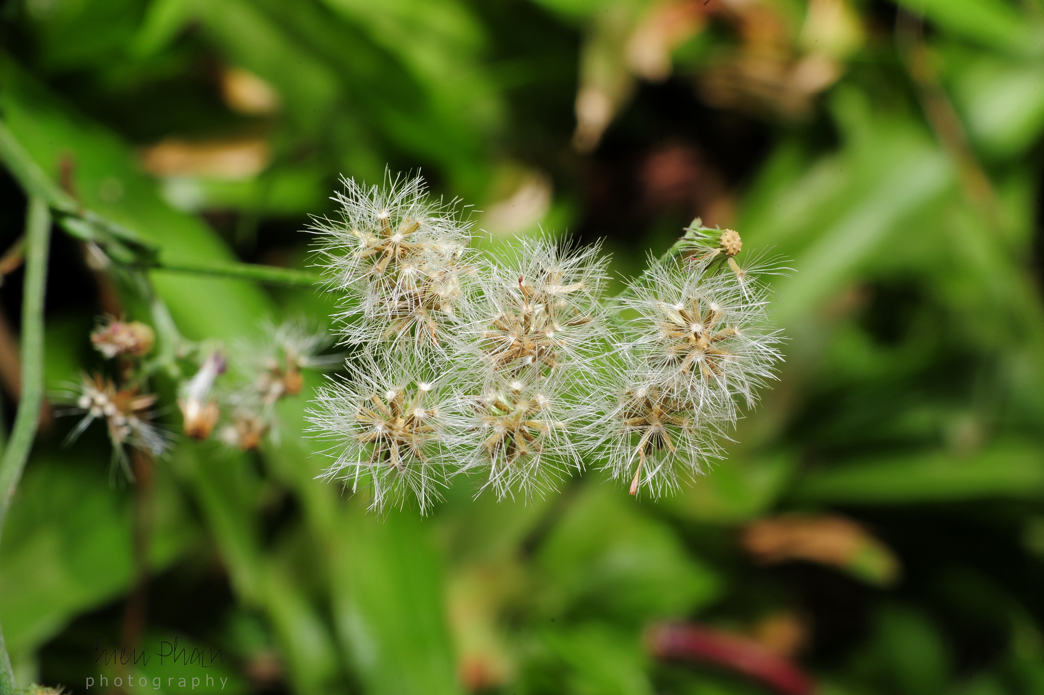 Manual Lens No CPU sample photo. # weed photography