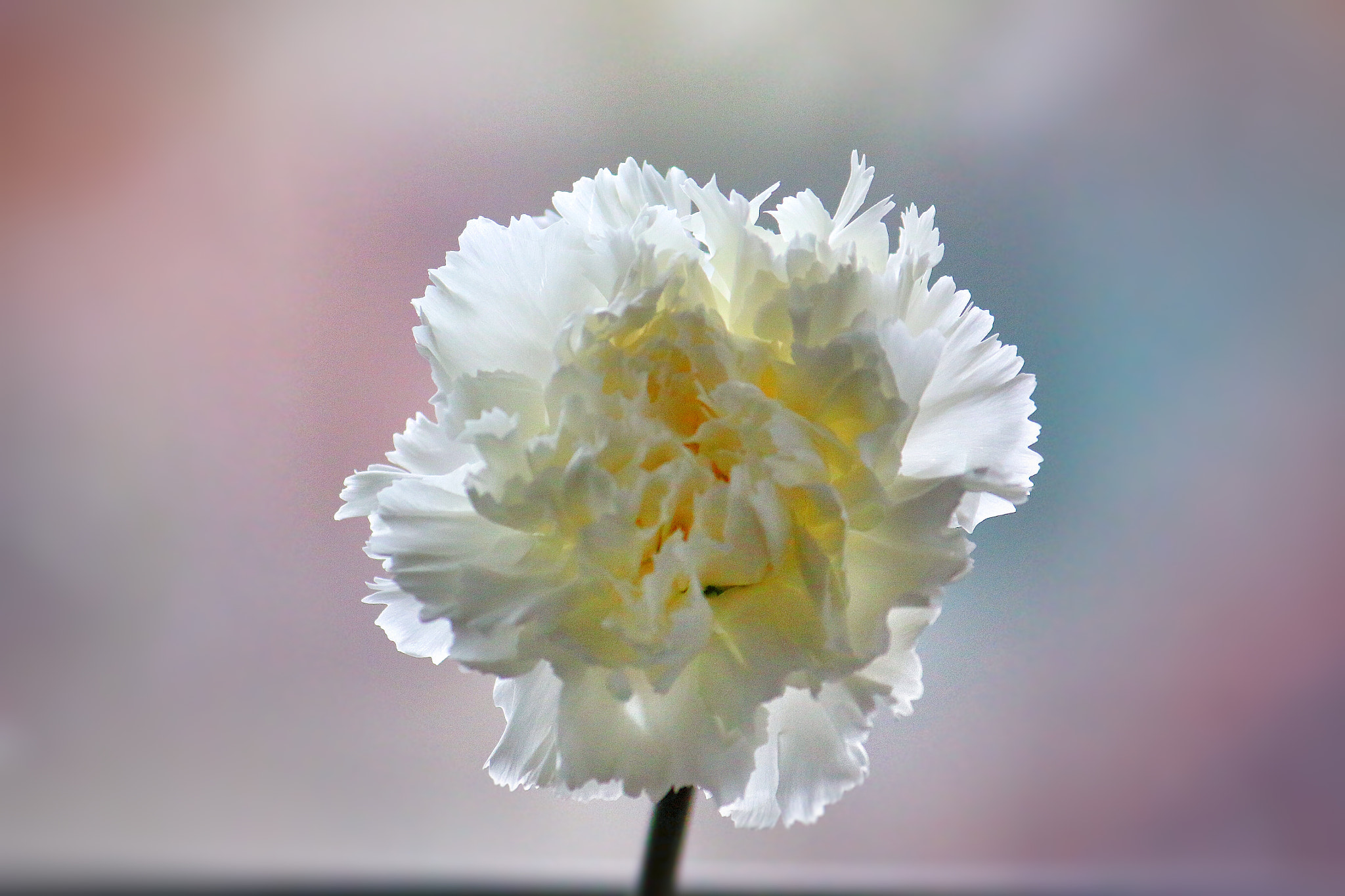 Canon EF-S 55-250mm F4-5.6 IS sample photo. Carnation photography