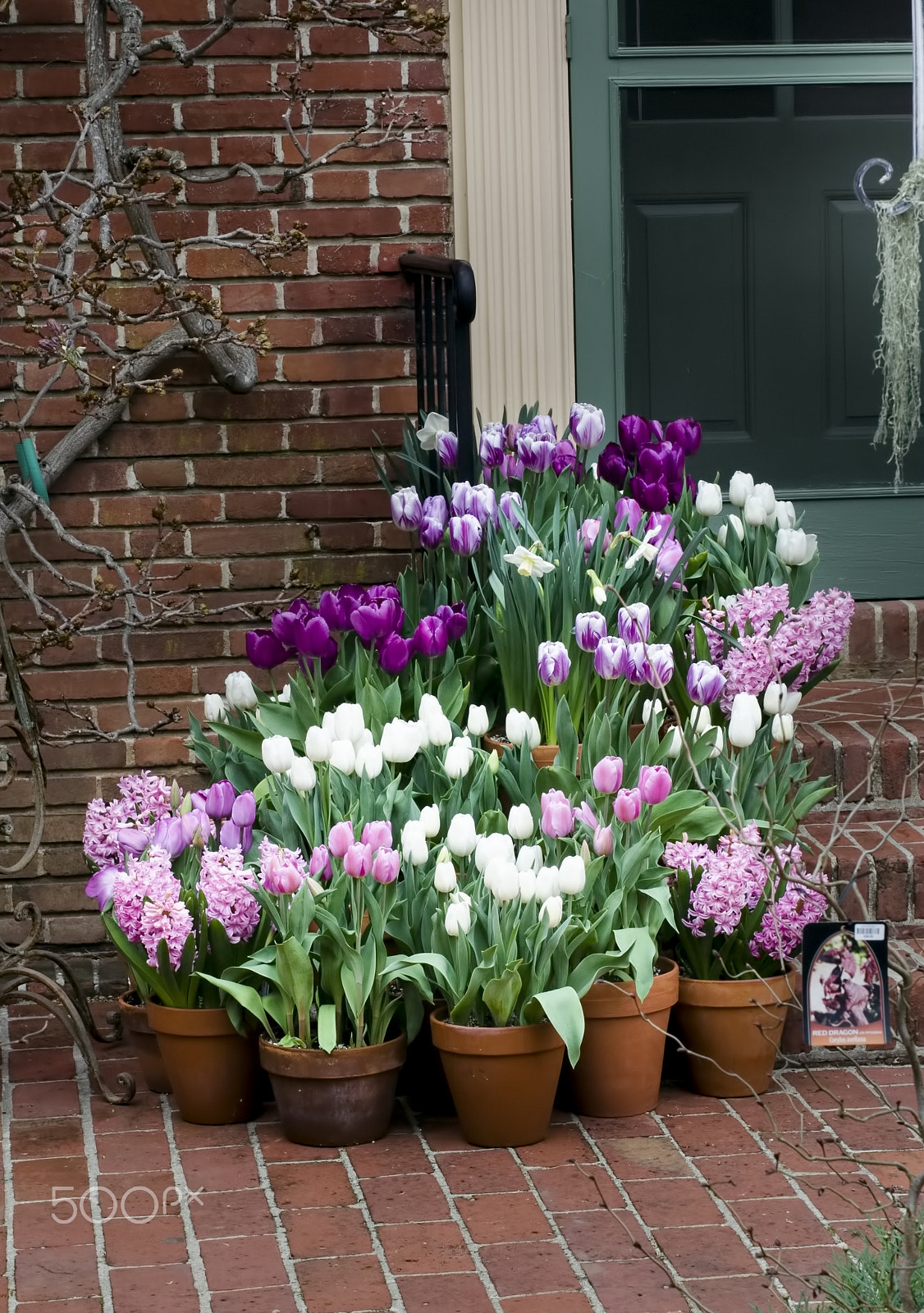 Nikon D7000 + Sigma 50mm F1.4 DG HSM Art sample photo. Tulips photography