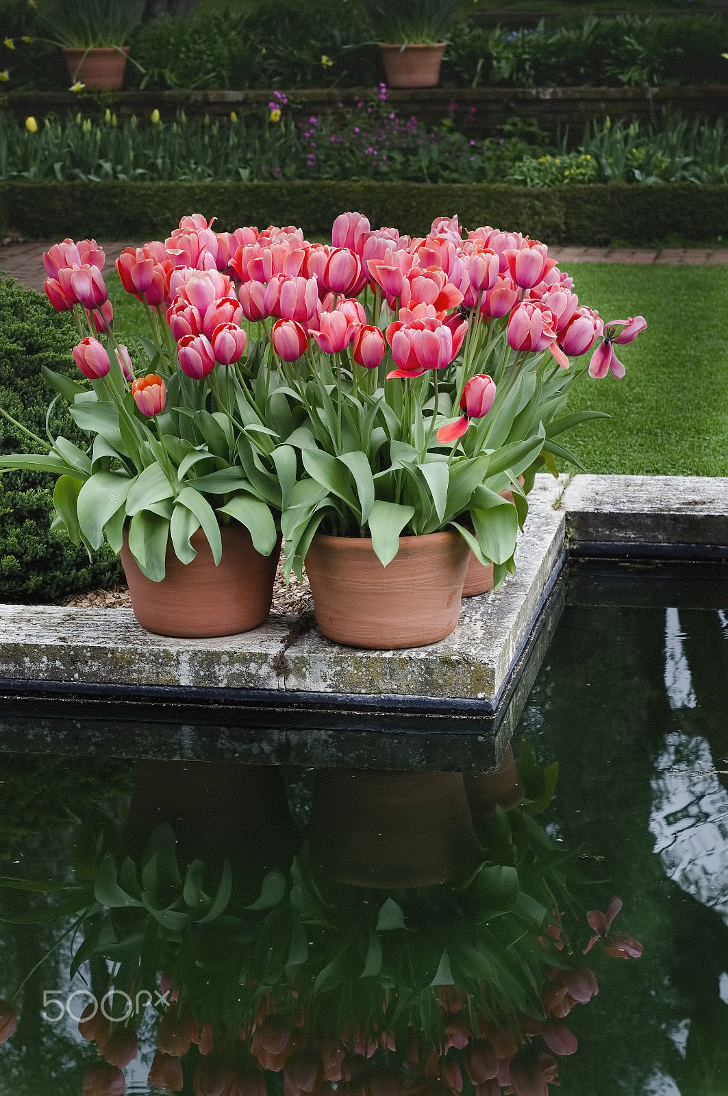 Nikon D7000 + Sigma 50mm F1.4 DG HSM Art sample photo. Tulips photography