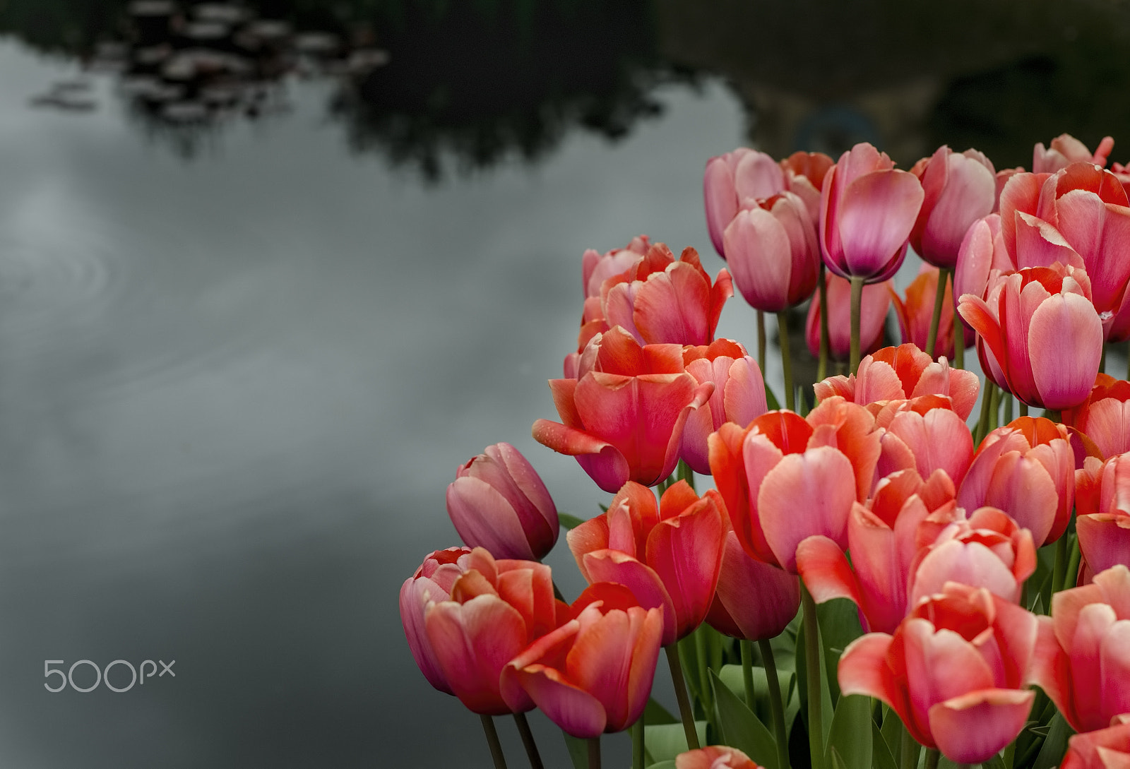 Nikon D7000 + Sigma 50mm F1.4 DG HSM Art sample photo. Tulips photography