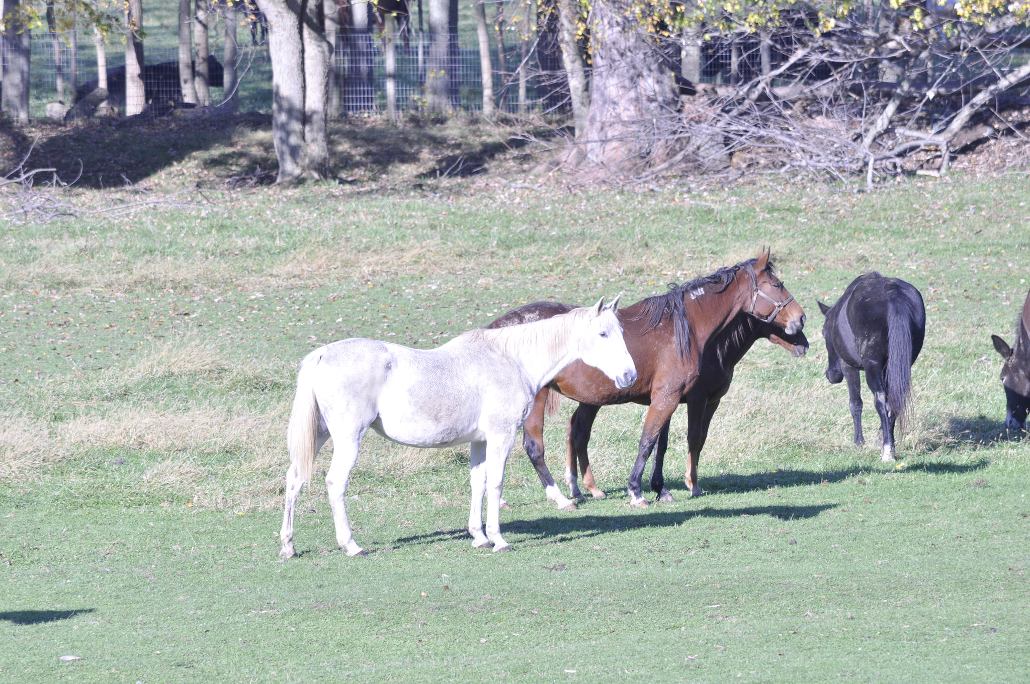 bridges og park county, in