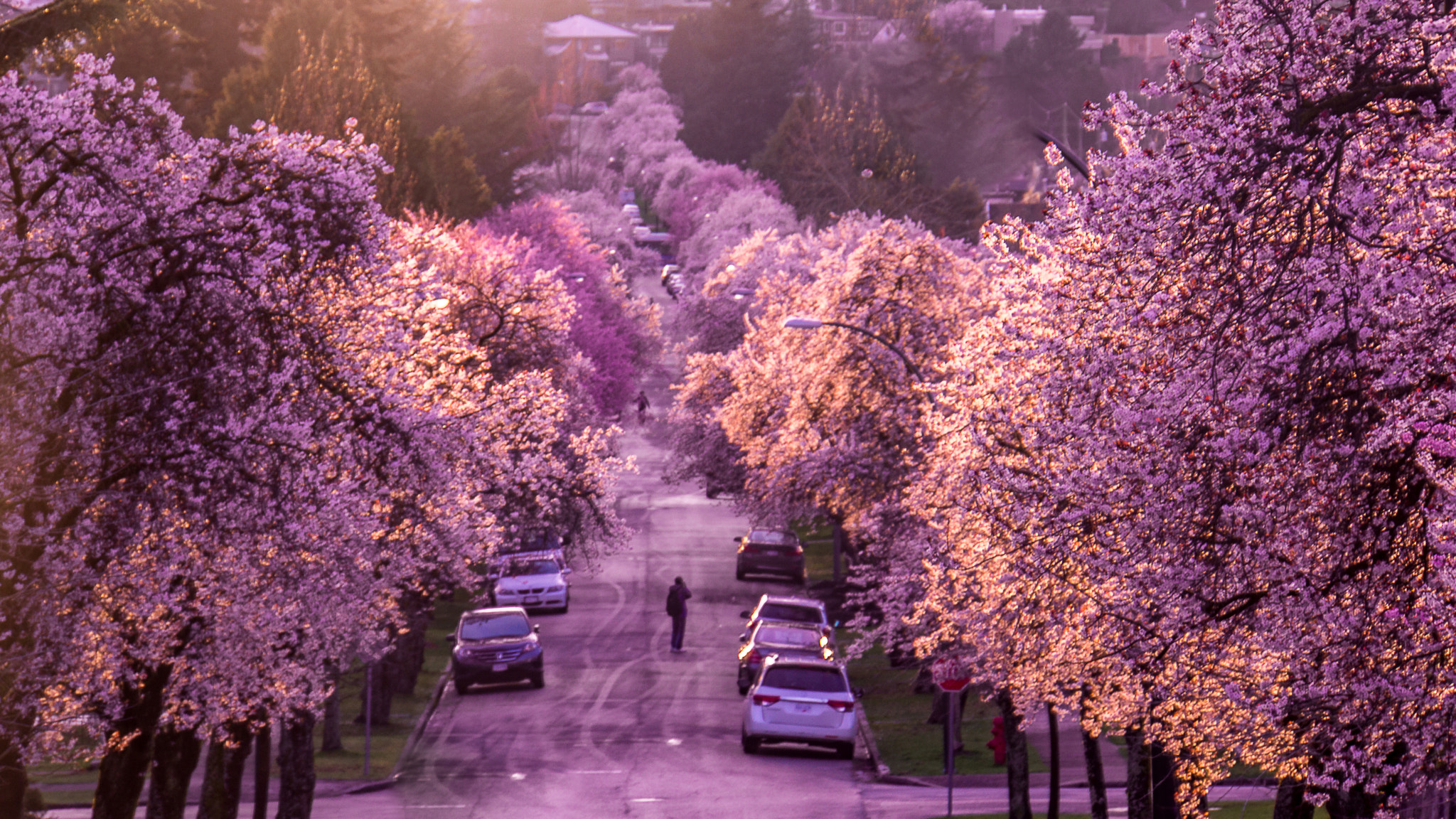 Sony E 18-200mm F3.5-6.3 OSS LE sample photo. Spring cherry blossom photography