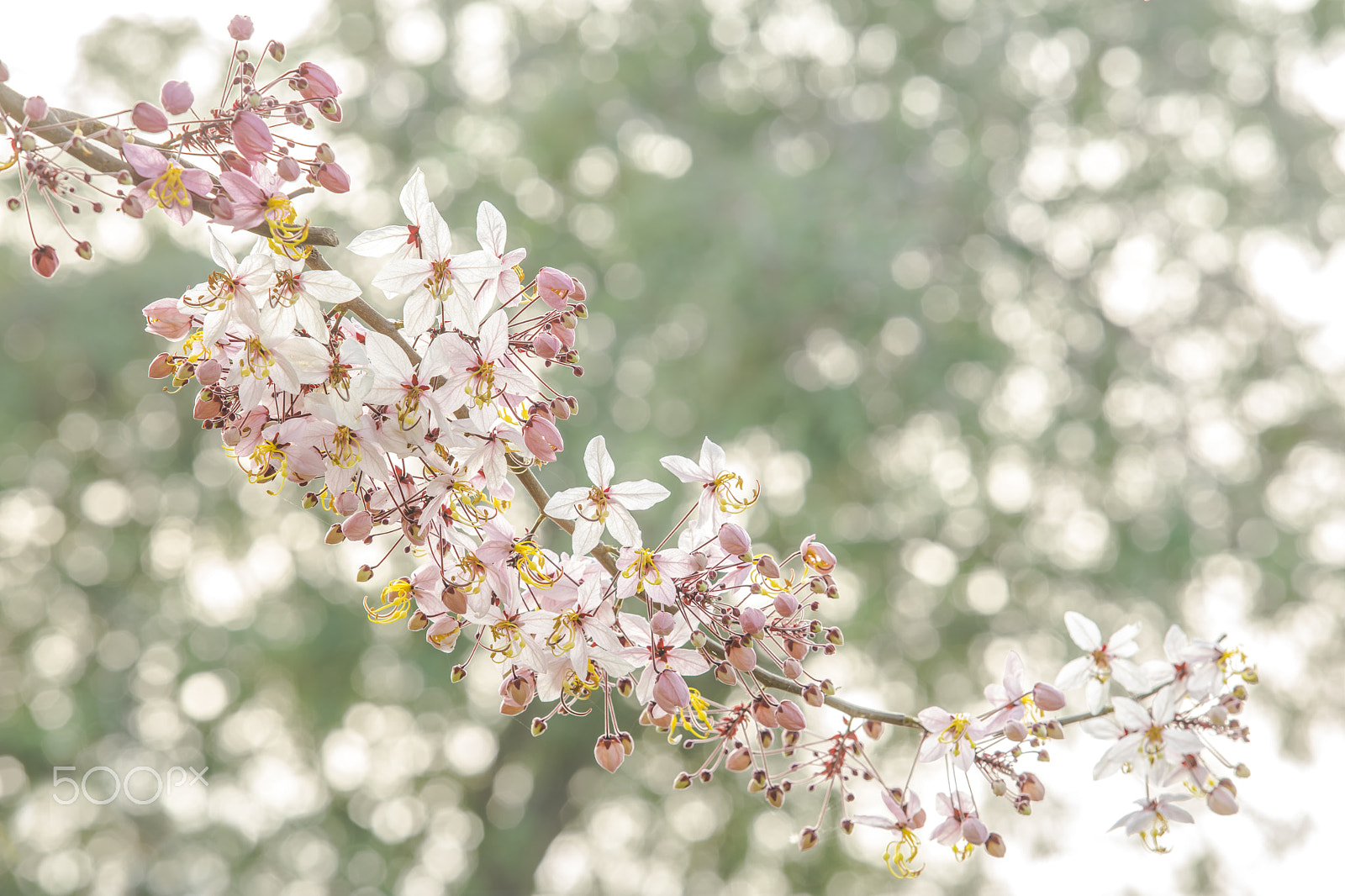 Sony a7 II + Canon EF 70-200mm F2.8L USM sample photo. Cassia bakeriana photography