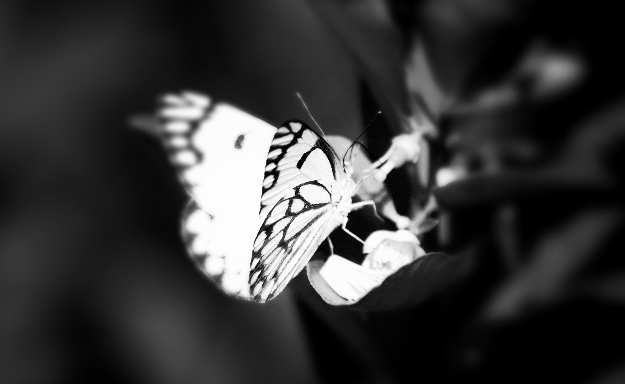 Canon EF-S 55-250mm F4-5.6 IS sample photo. The white butterfly photography