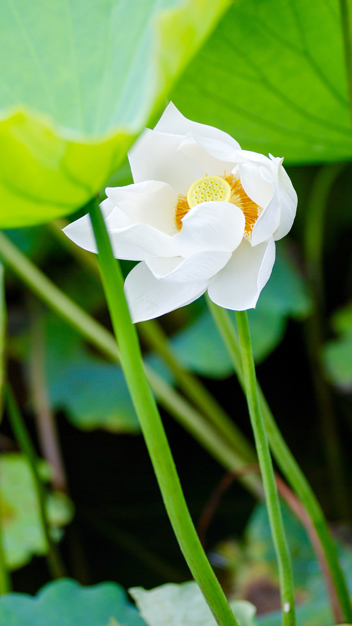 Nikon AF-Nikkor 80-200mm F2.8D ED sample photo. Lotus photography
