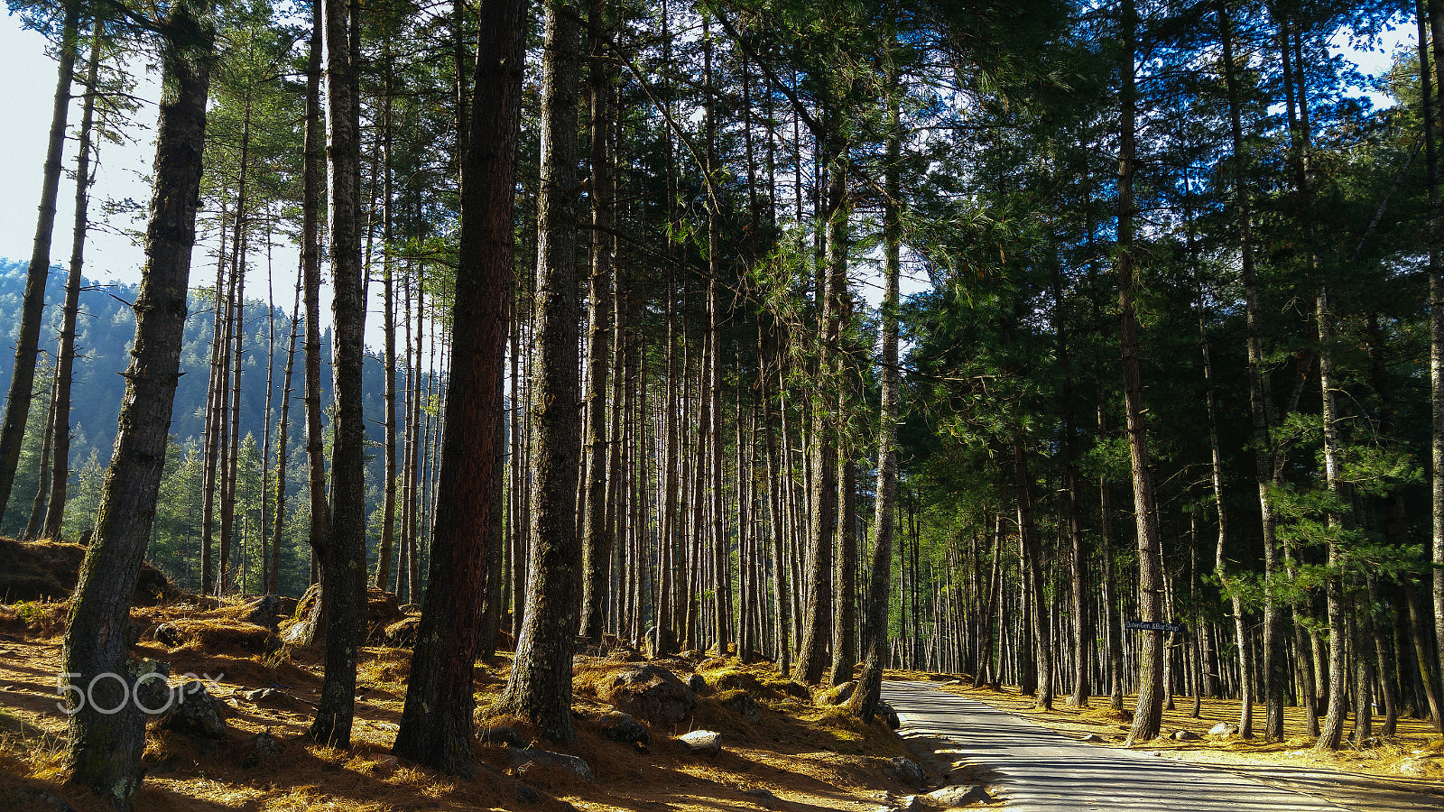 LG H818N sample photo. Forest driveway photography