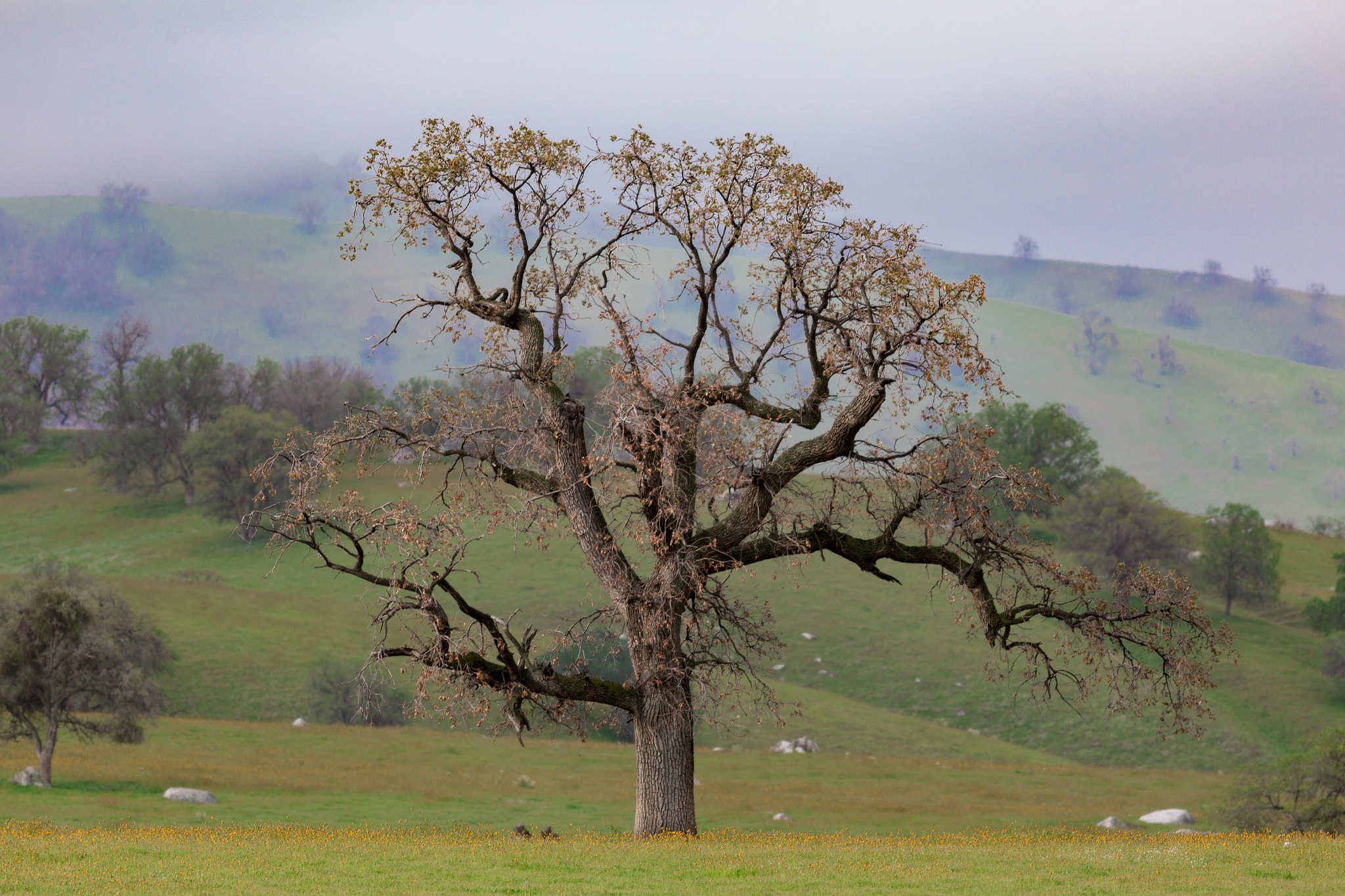 Canon EOS 6D + Canon EF 400mm F5.6L USM sample photo. Live oak photography