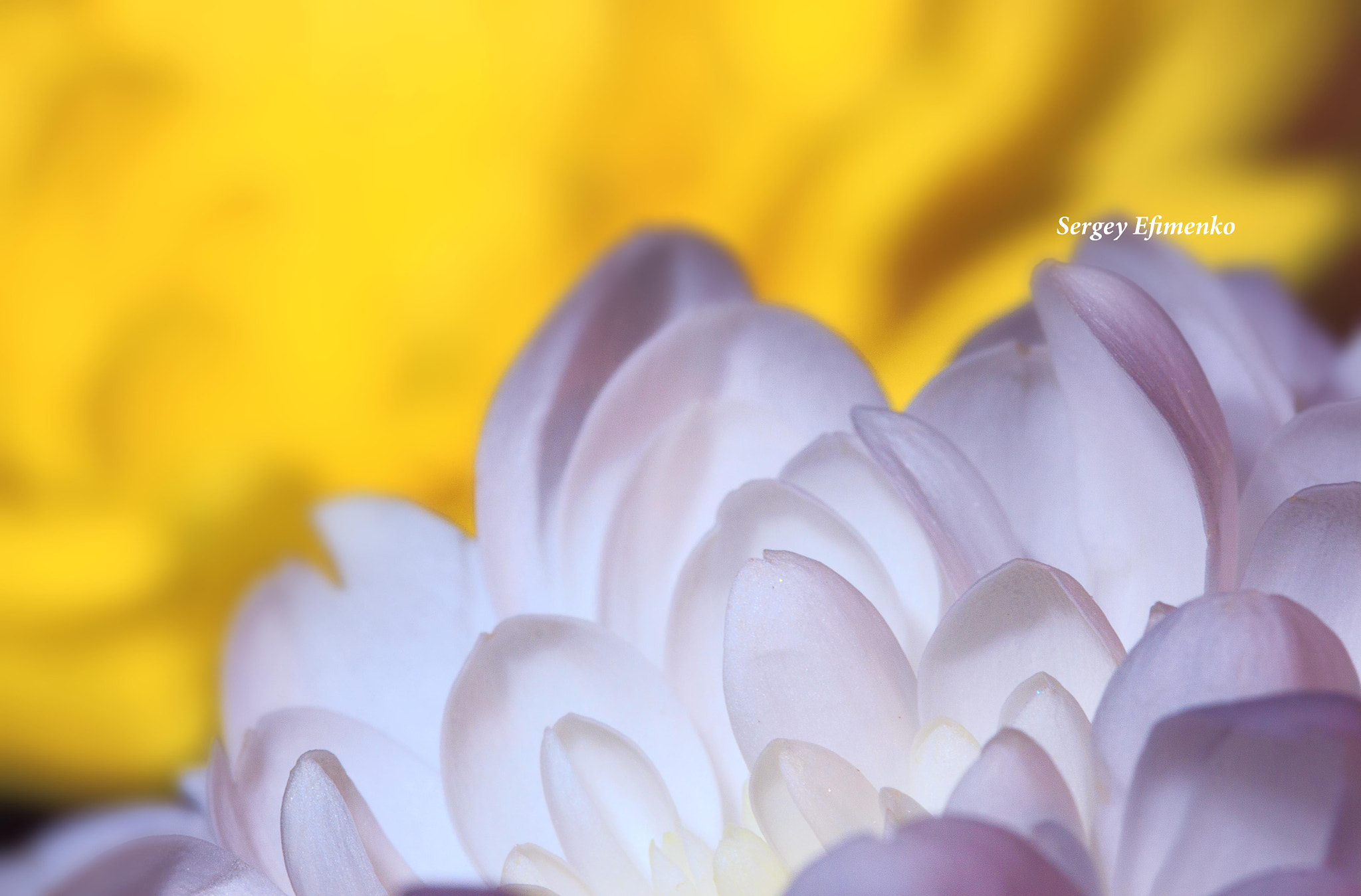Sigma 105mm F2.8 EX DG OS HSM sample photo. White and yellow photography