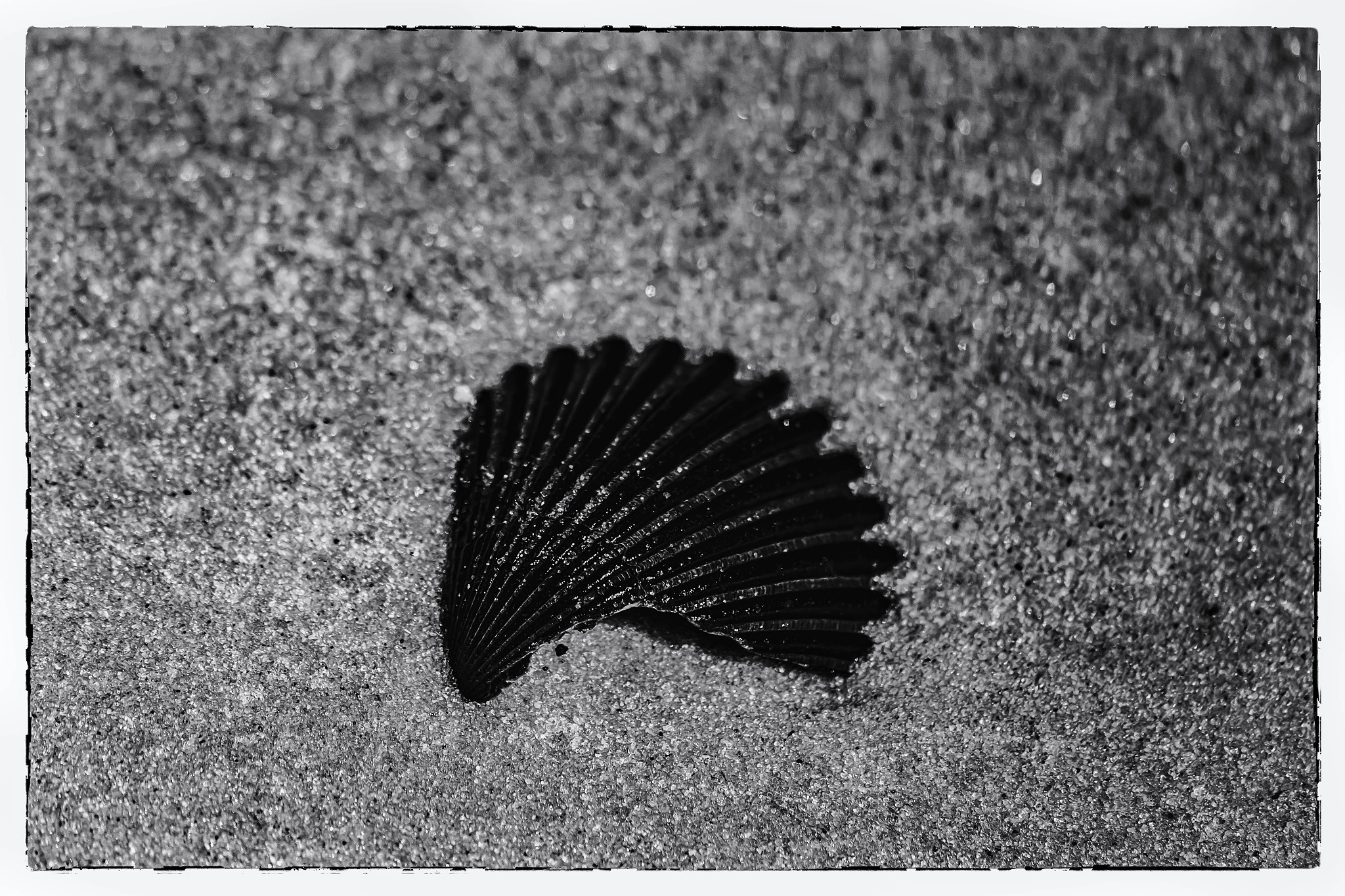 Canon EF 75-300mm F4.0-5.6 IS USM sample photo. Broken shell photography
