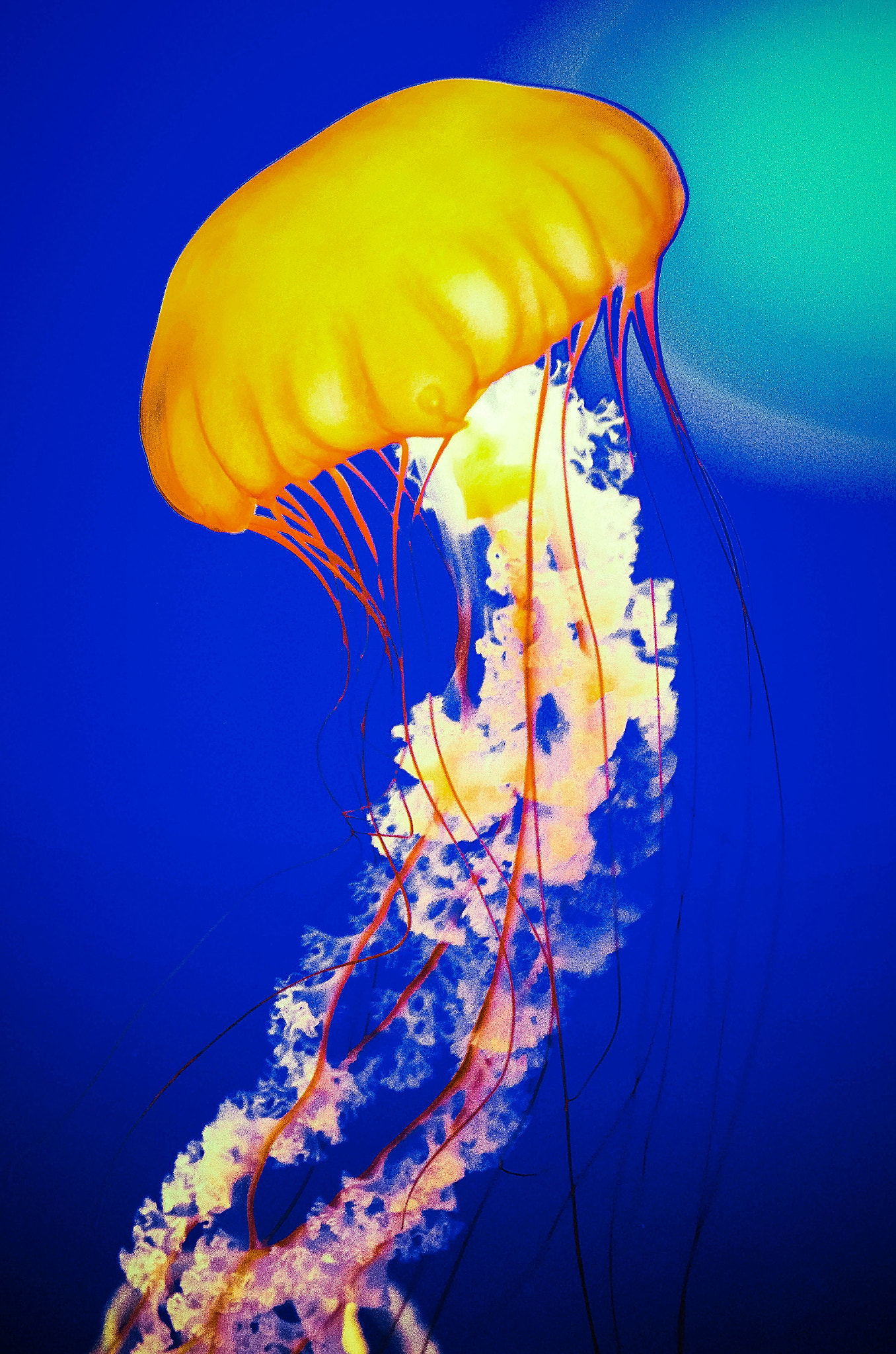 Pentax K-5 IIs sample photo. Jellyfish photography
