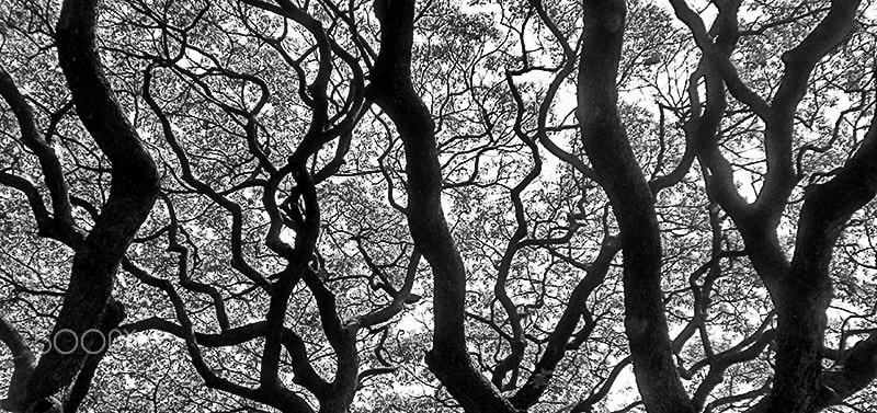 Olympus u1010,S1010 sample photo. Tree branch pattern photography