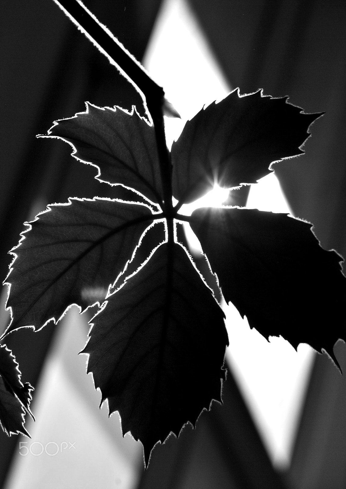 Sigma 28-90mm F3.5-5.6 Macro sample photo. Chestnut vine photography