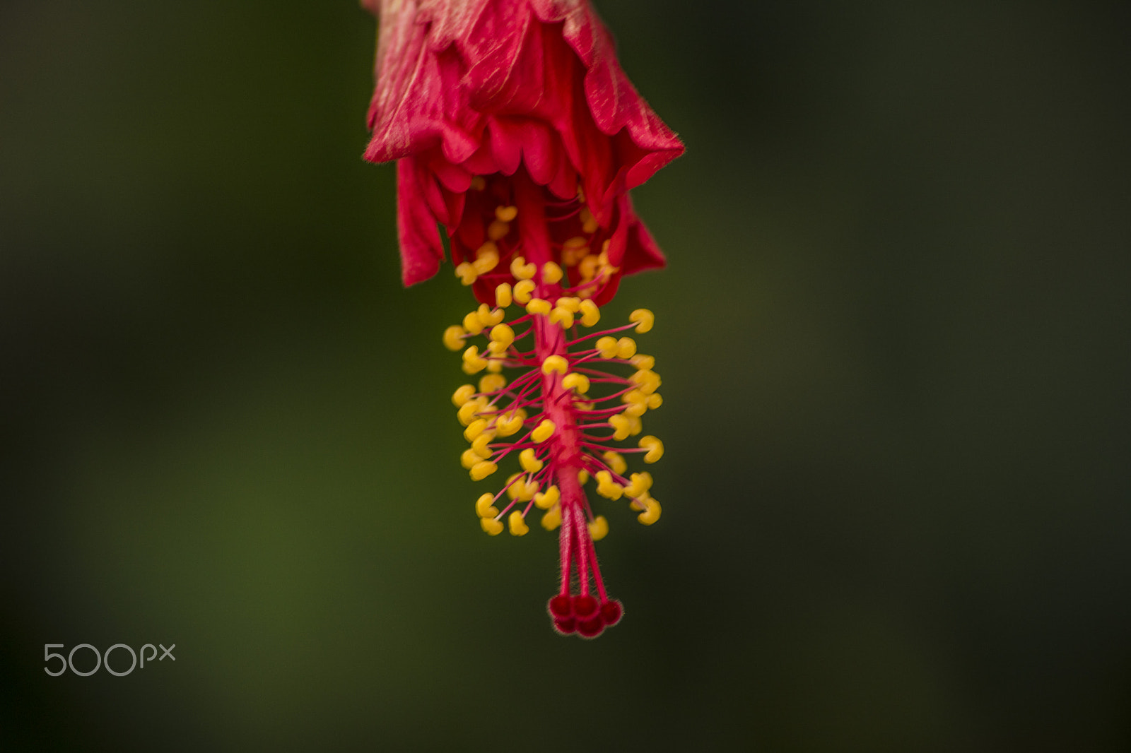 Canon EOS 750D (EOS Rebel T6i / EOS Kiss X8i) sample photo. Flower photography
