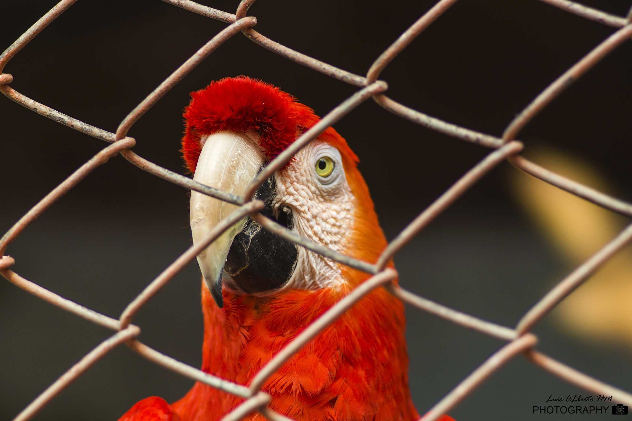 Sony SLT-A58 + Sony 135mm F2.8 [T4.5] STF sample photo. I don't wanna be a prisoner photography