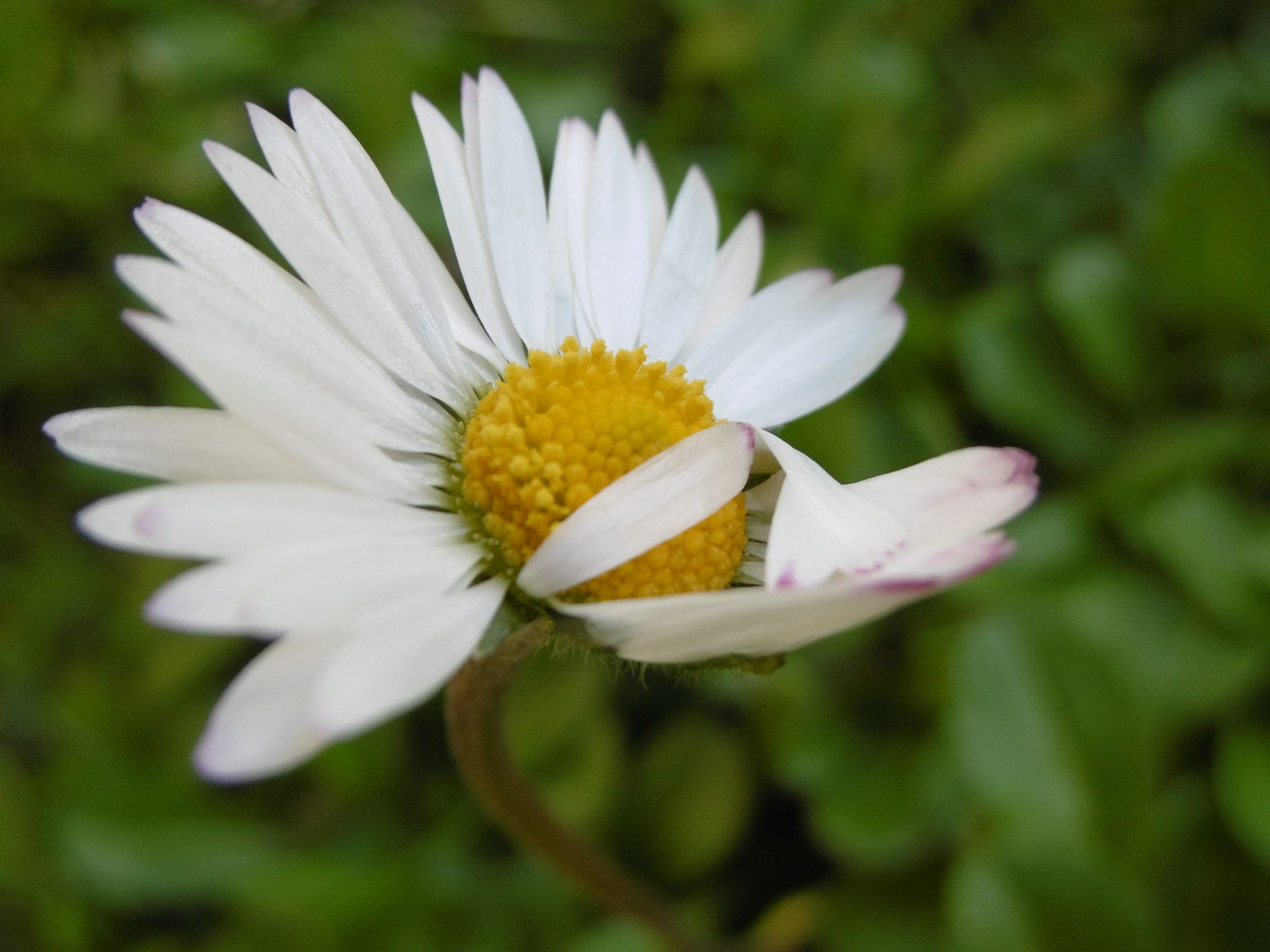 Panasonic DMC-SZ8 sample photo. Shy little daisy photography