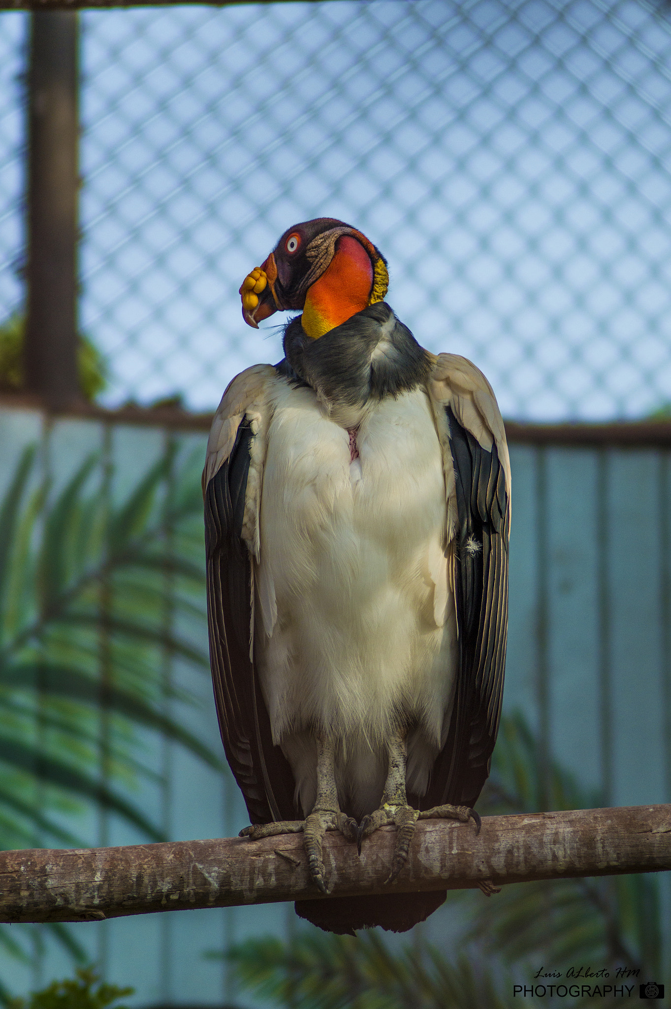 Sony SLT-A58 + Sony 135mm F2.8 [T4.5] STF sample photo. King vulture photography