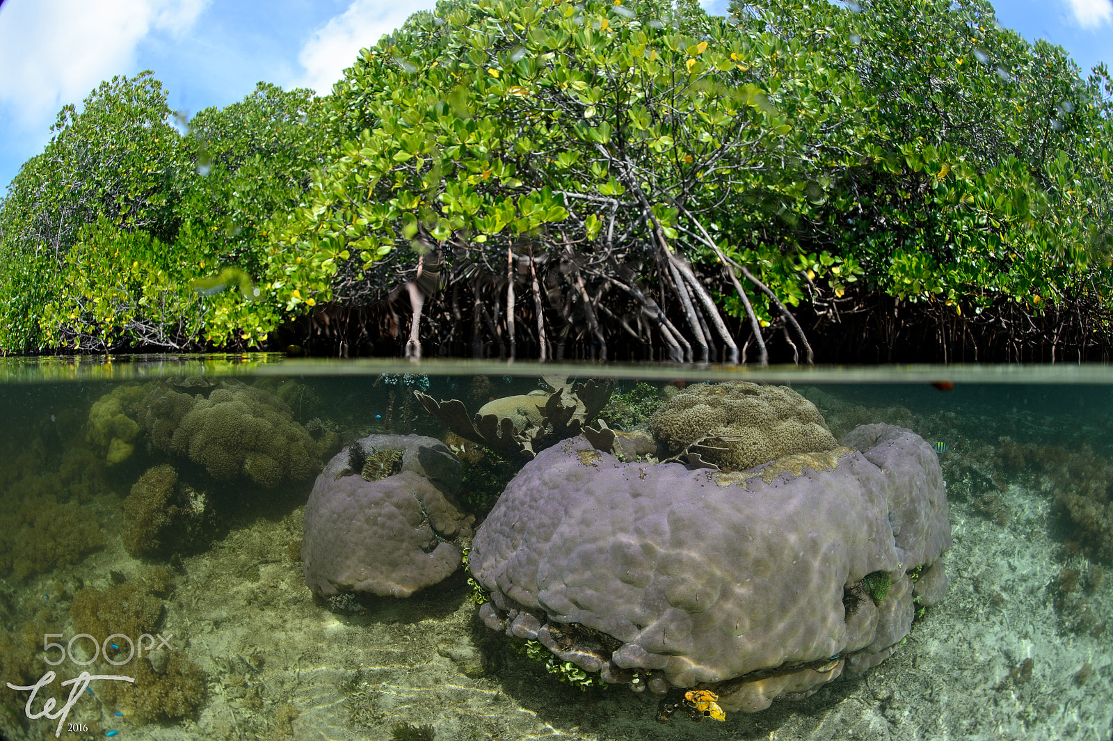 Nikon D4 + Nikon AF Fisheye-Nikkor 16mm F2.8D sample photo. Raja ampat bwm half half photography