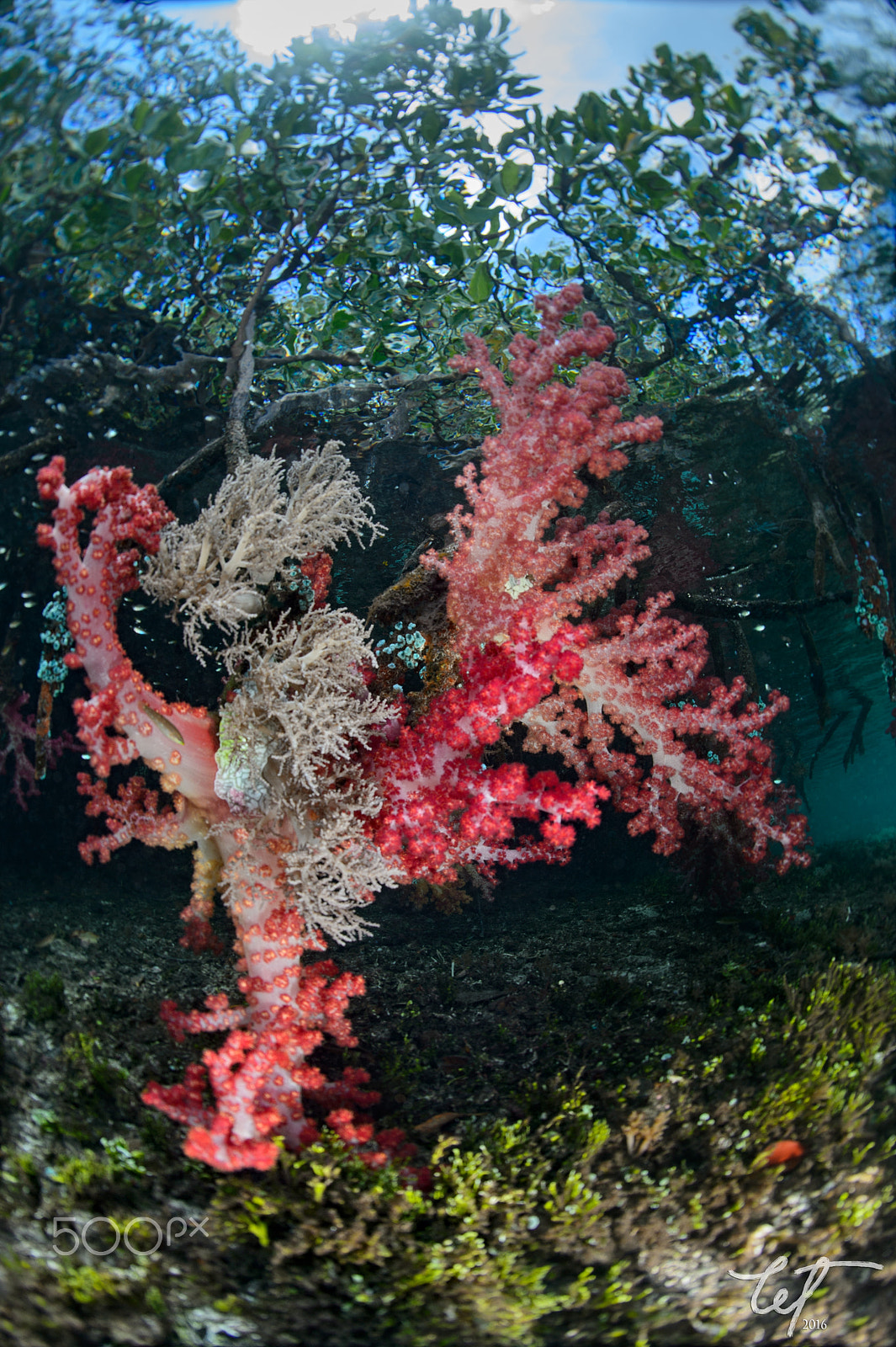 Nikon D4 + Nikon AF Fisheye-Nikkor 16mm F2.8D sample photo. Soft corals of bwm photography