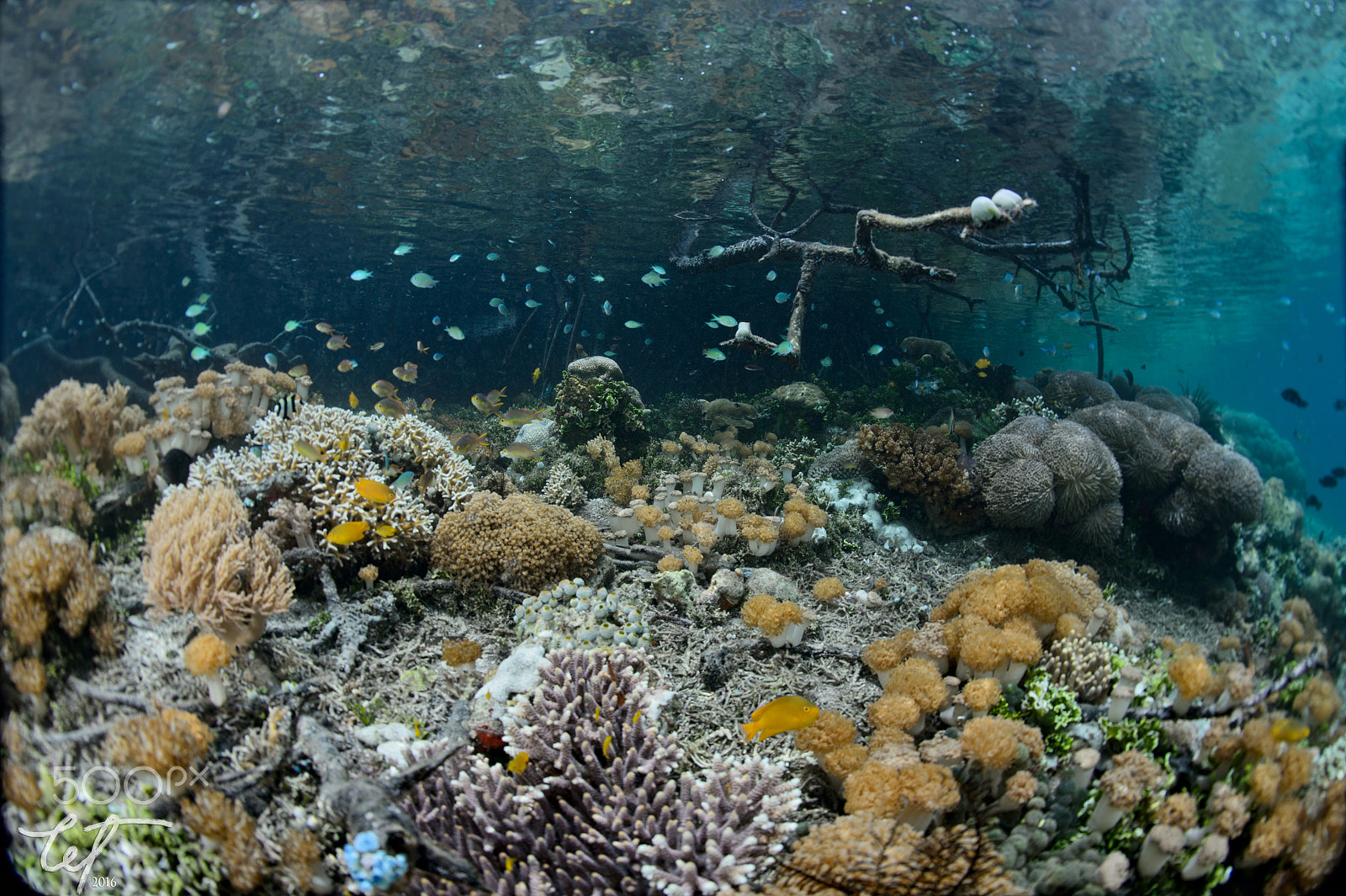 Nikon D4 + Nikon AF Fisheye-Nikkor 16mm F2.8D sample photo. Shallow corals of bwm photography