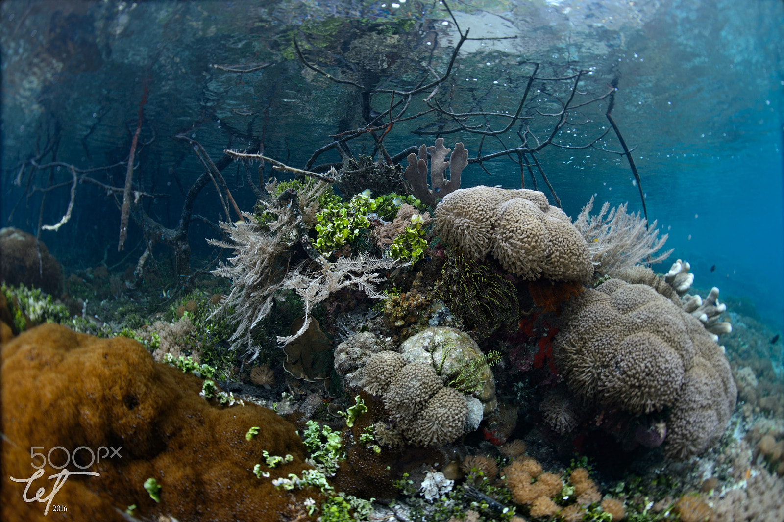 Nikon D4 + Nikon AF Fisheye-Nikkor 16mm F2.8D sample photo. Shallow corals of bwm2 photography