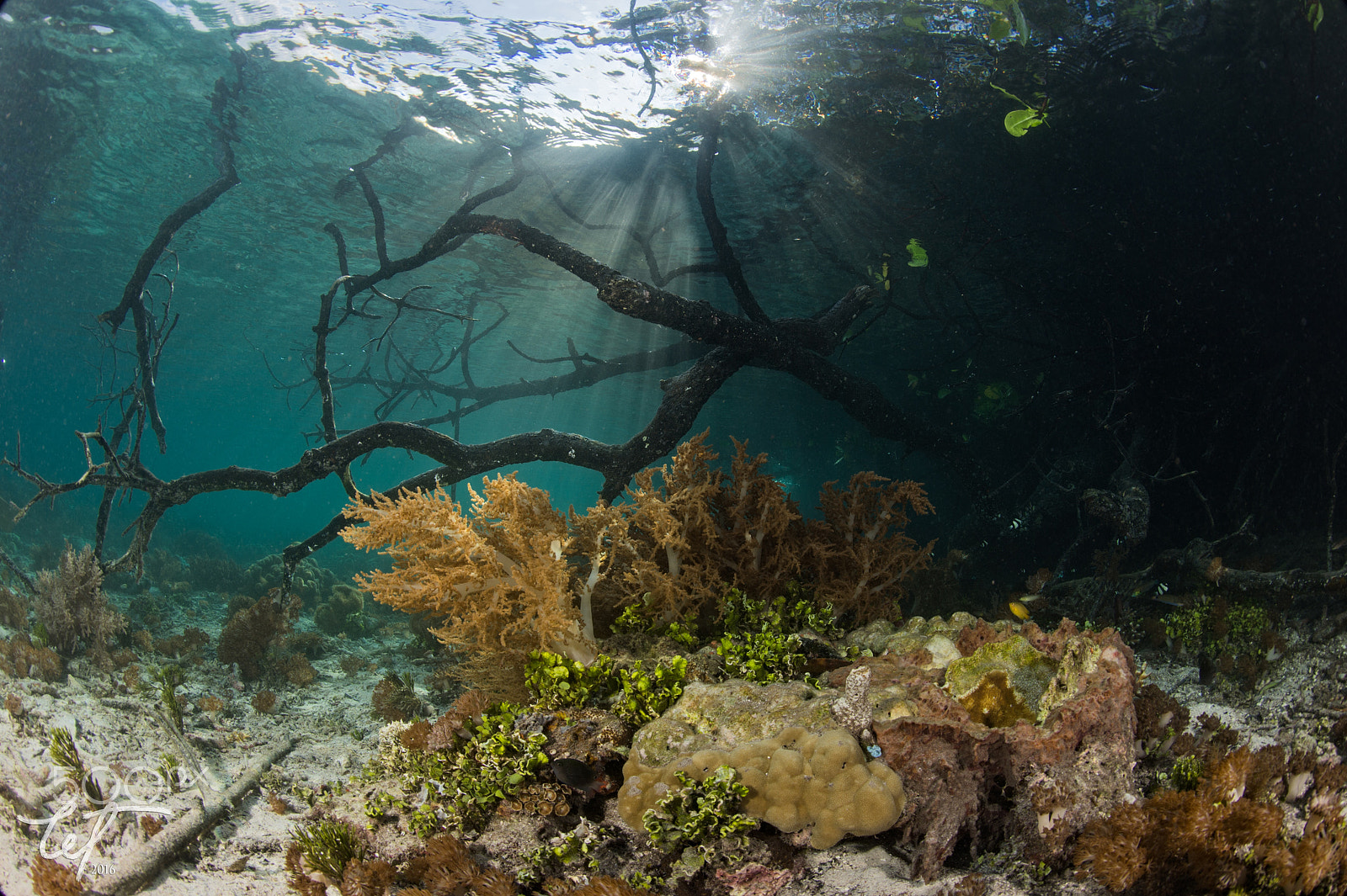 Nikon D4 + Nikon AF Fisheye-Nikkor 16mm F2.8D sample photo. Shallow corals of bwm3 photography