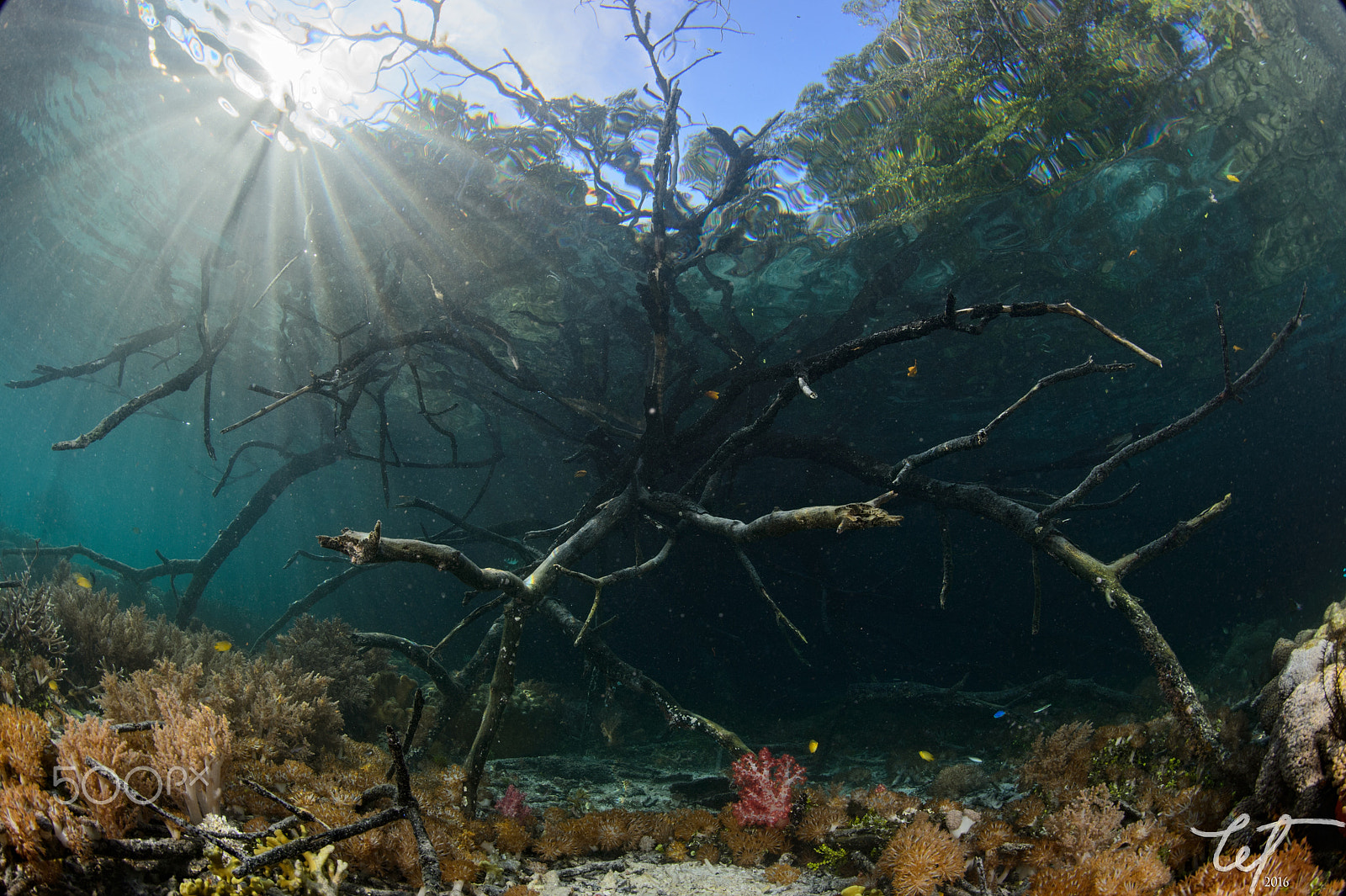 Nikon D4 + Nikon AF Fisheye-Nikkor 16mm F2.8D sample photo. Roots and sky photography