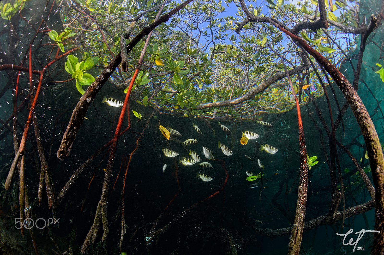 Nikon D4 + Nikon AF Fisheye-Nikkor 16mm F2.8D sample photo. Mangroves, schooling archer fish and stilts photography