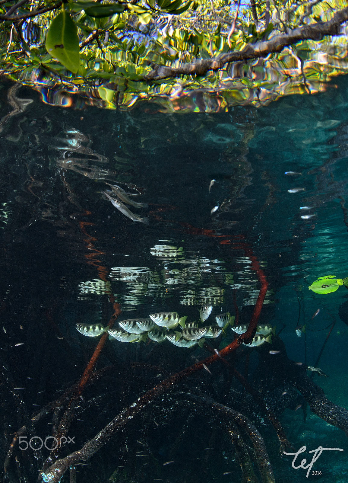 Nikon D4 + Nikon AF Fisheye-Nikkor 16mm F2.8D sample photo. Schooling archer fish photography
