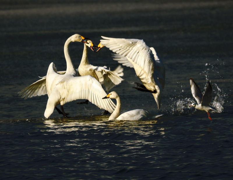 Sigma 150-600mm F5-6.3 DG OS HSM | C sample photo. 爱打斗的西伯利亚天鹅 photography