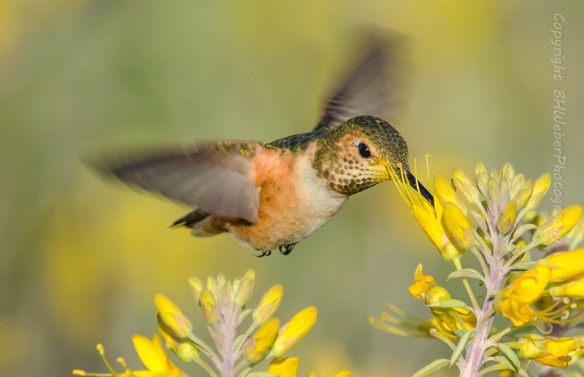 Nikon Nikkor AF-S 300mm F4E PF ED VR sample photo. Hummingbird fast food photography