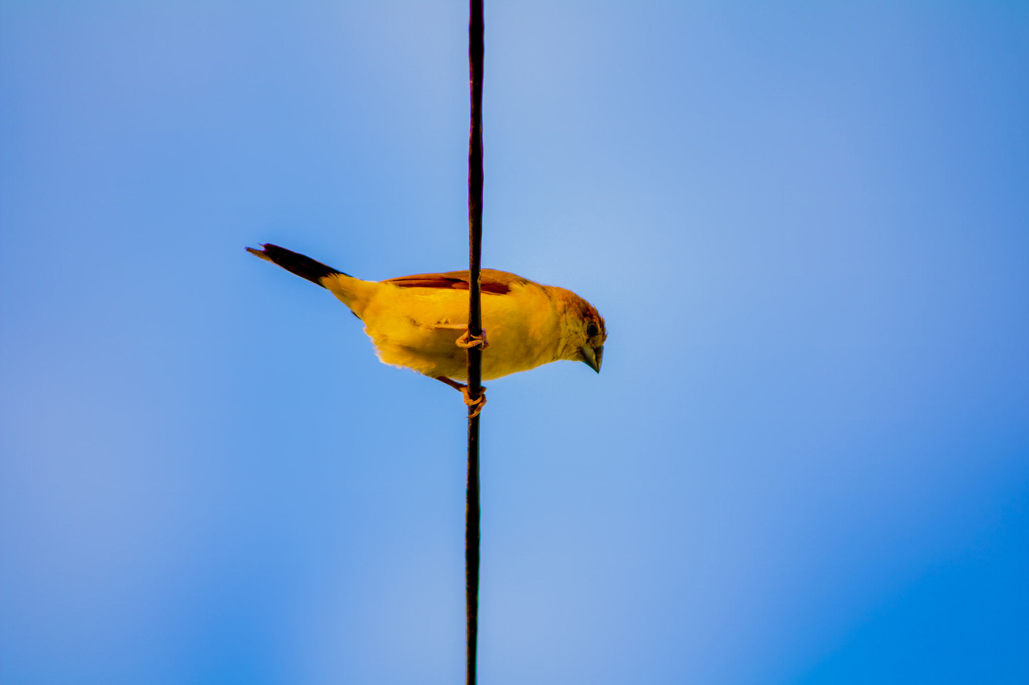 Canon EOS 750D (EOS Rebel T6i / EOS Kiss X8i) sample photo. Bird photography