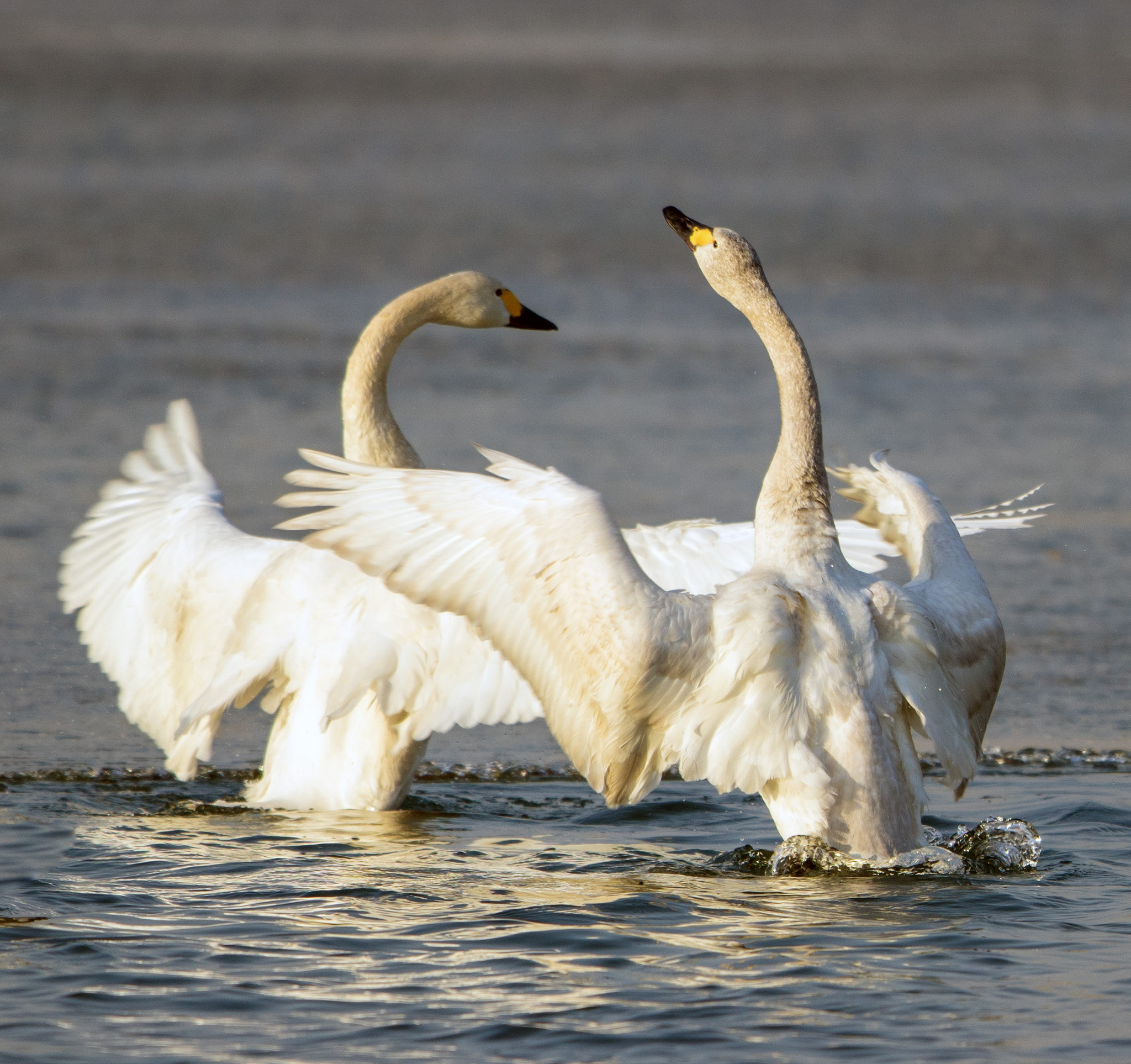 Canon EF 600mm F4L IS II USM sample photo
